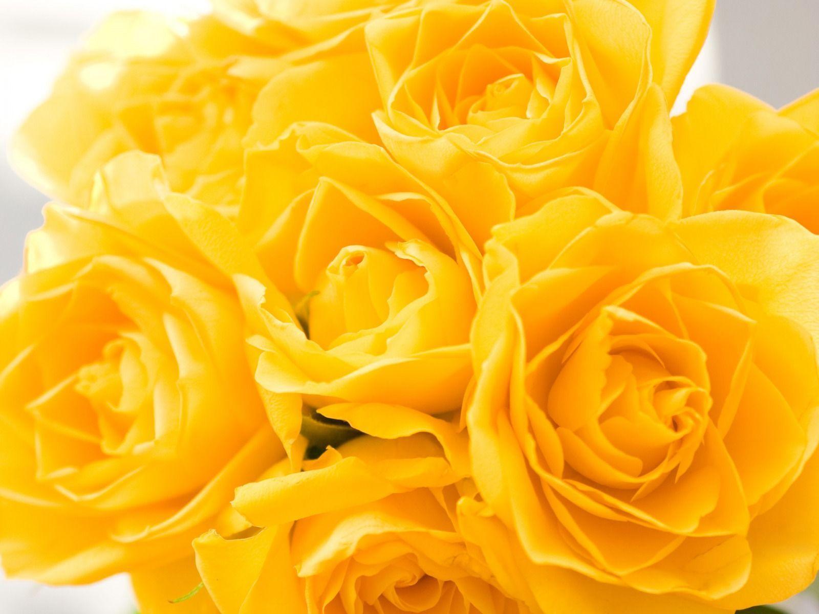 Yellow Rose Flower Wallpapers