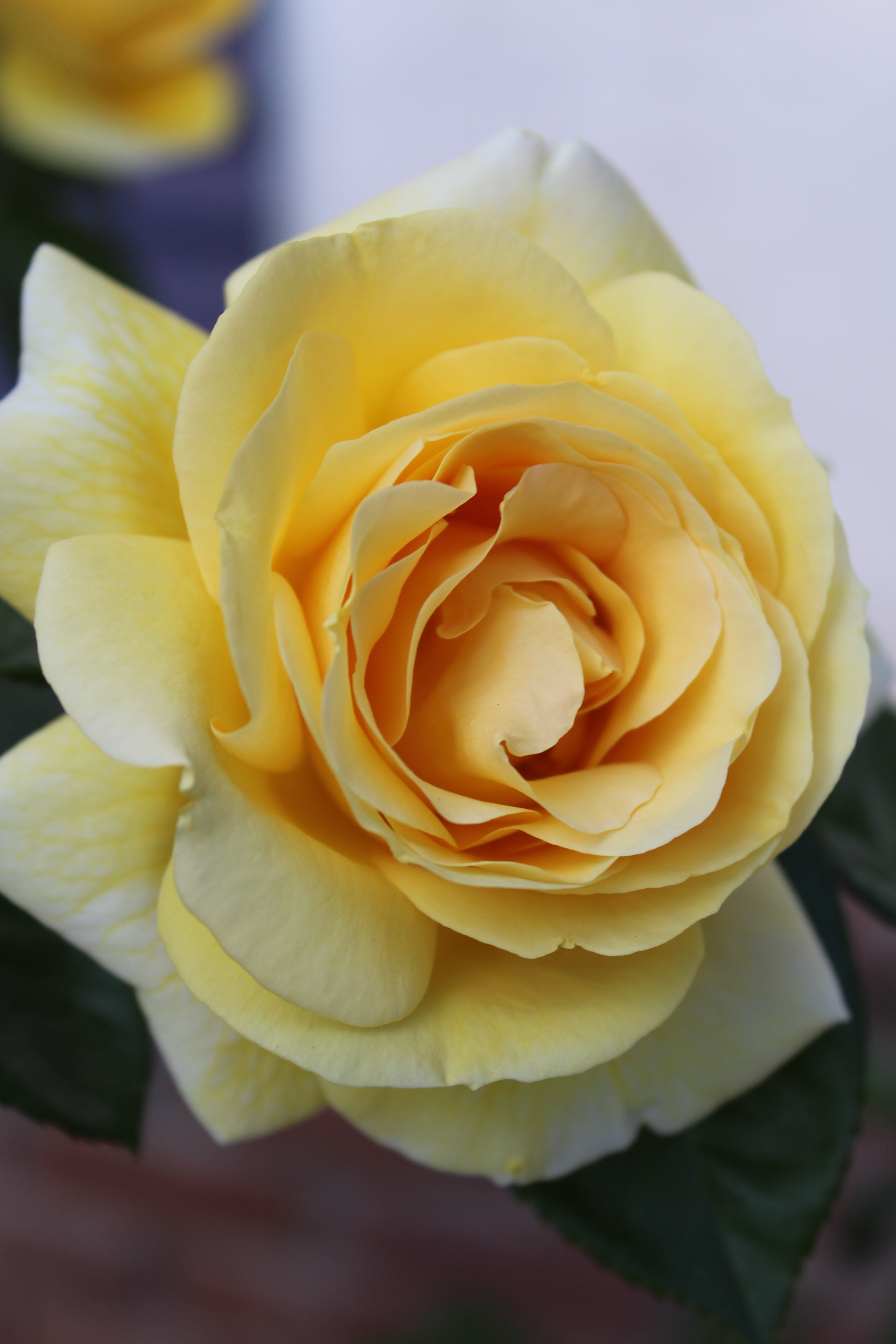 Yellow Rose Flower Wallpapers