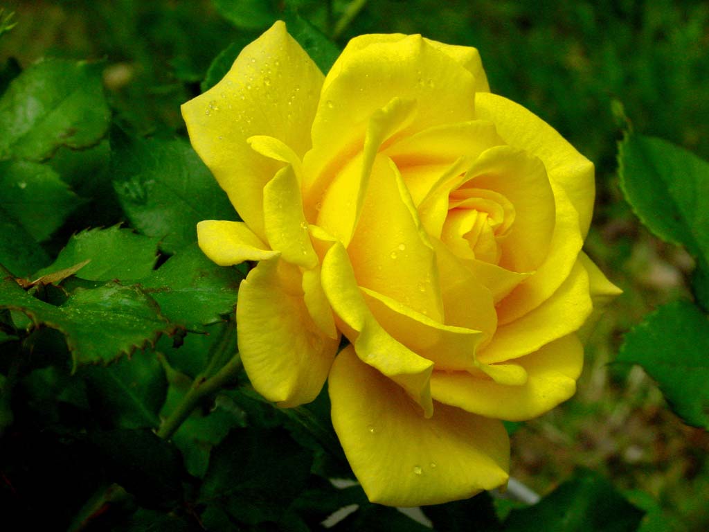 Yellow Rose Flower Wallpapers