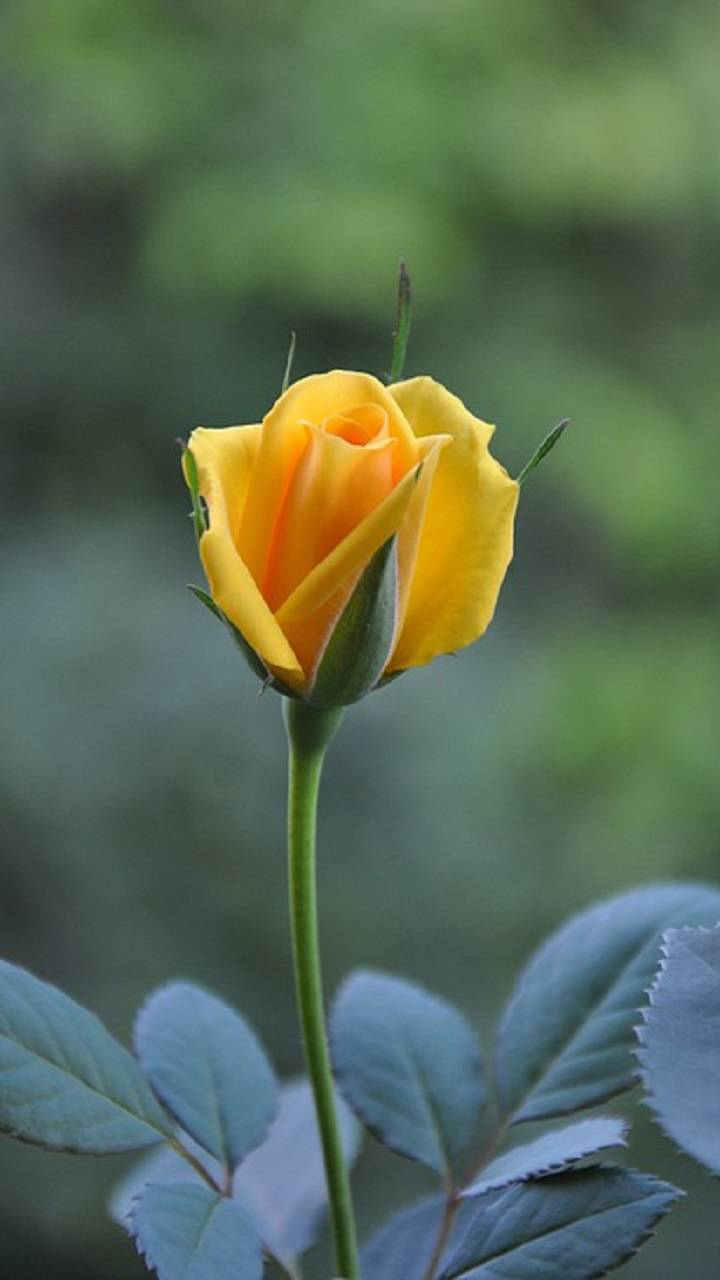 Yellow Rose Flower Wallpapers