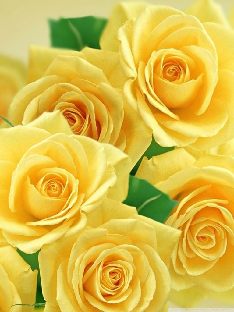 Yellow Rose Flower Wallpapers