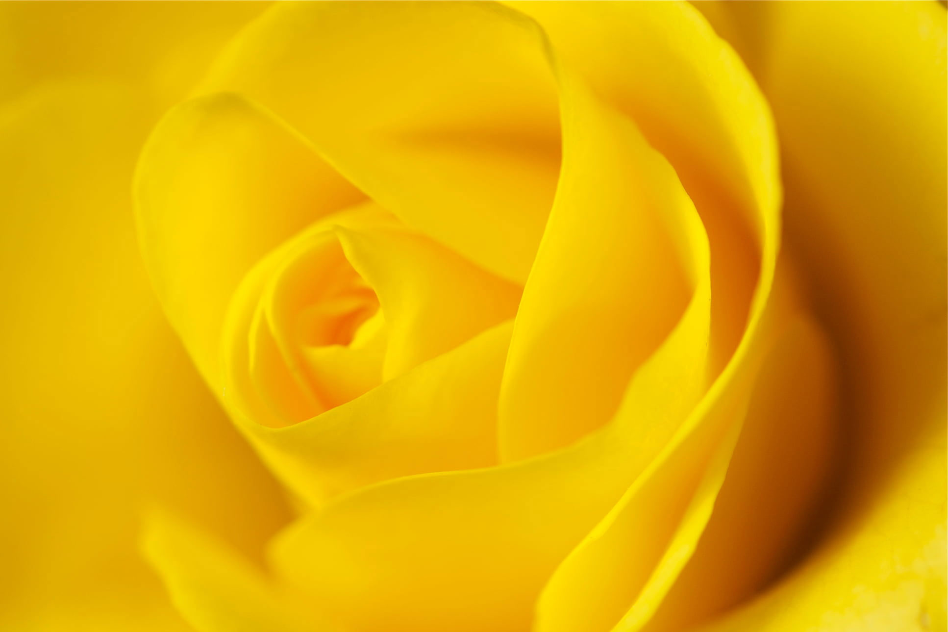 Yellow Rose Flower Wallpapers