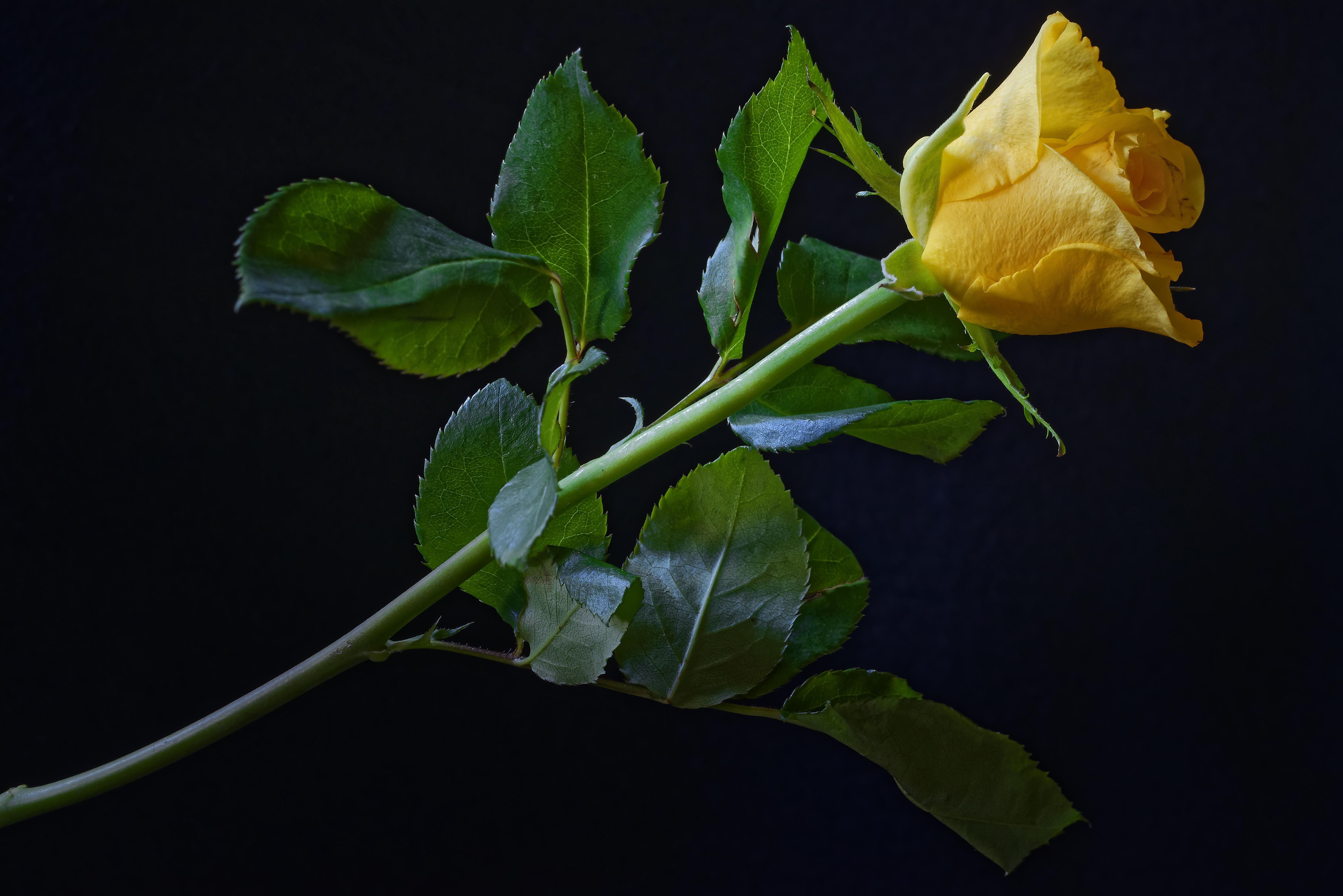 Yellow Rose Flower Wallpapers