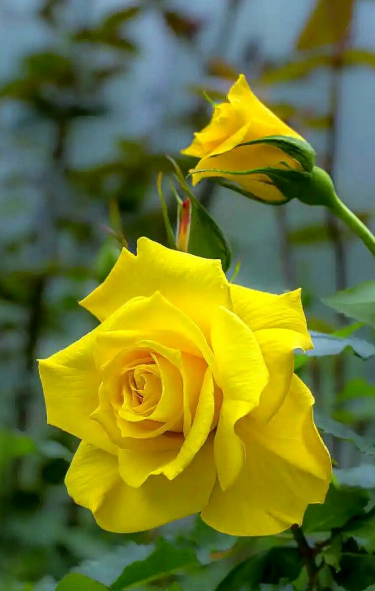 Yellow Rose Flower Wallpapers