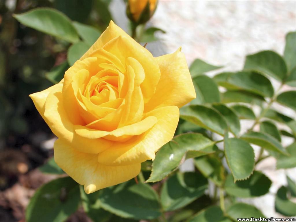 Yellow Rose Flower Wallpapers