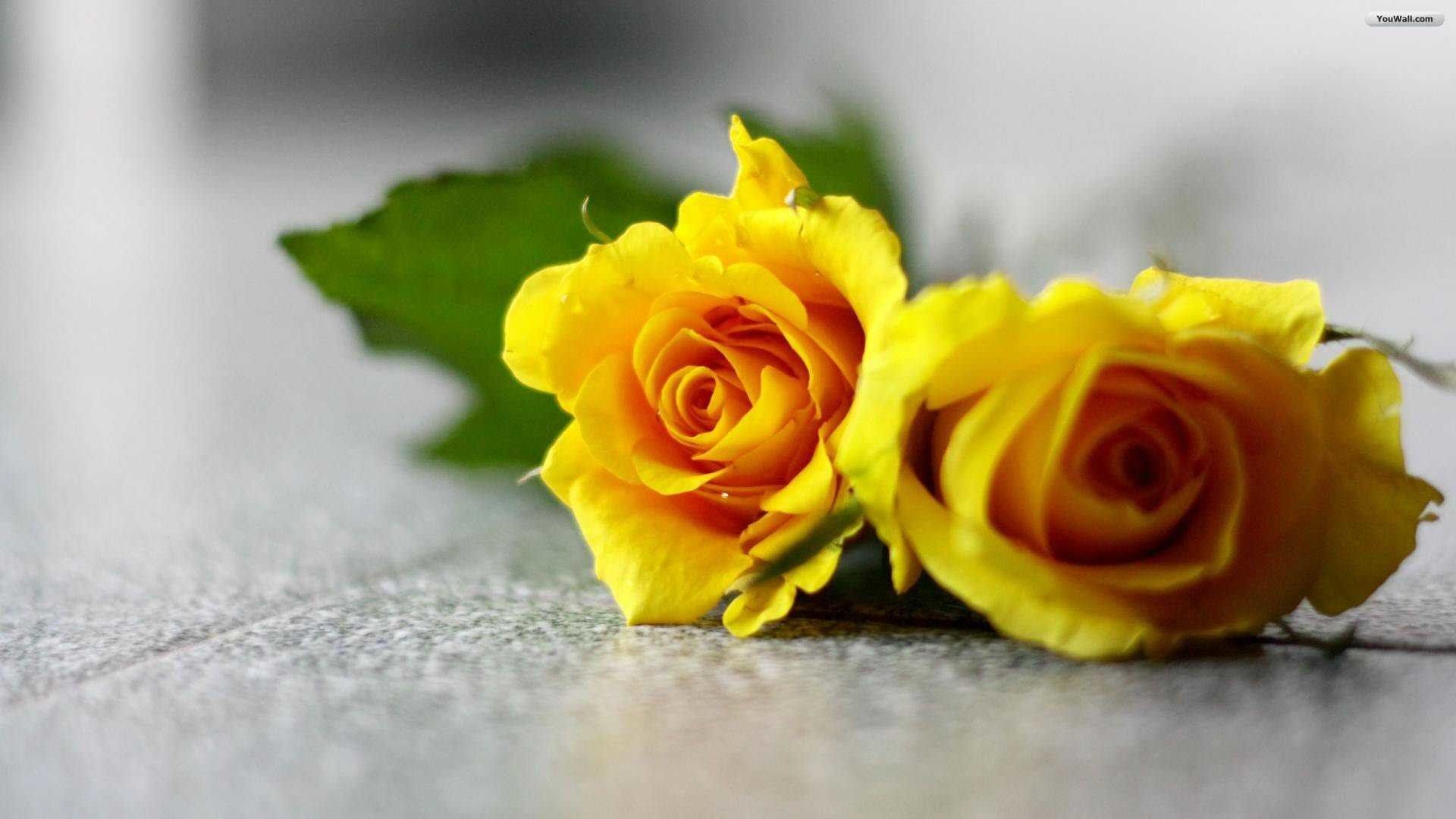 Yellow Rose Flower Wallpapers