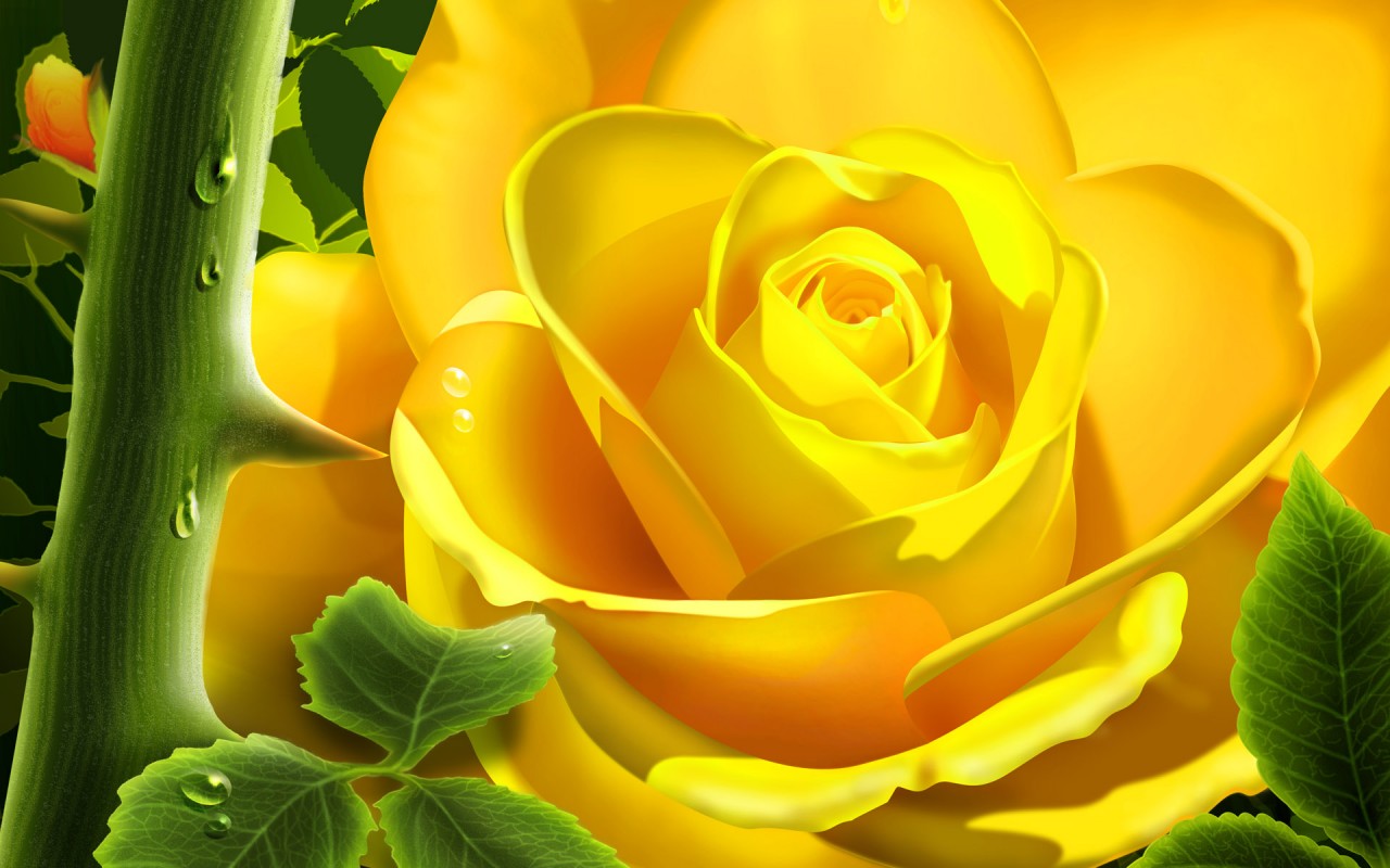 Yellow Rose Flower Wallpapers