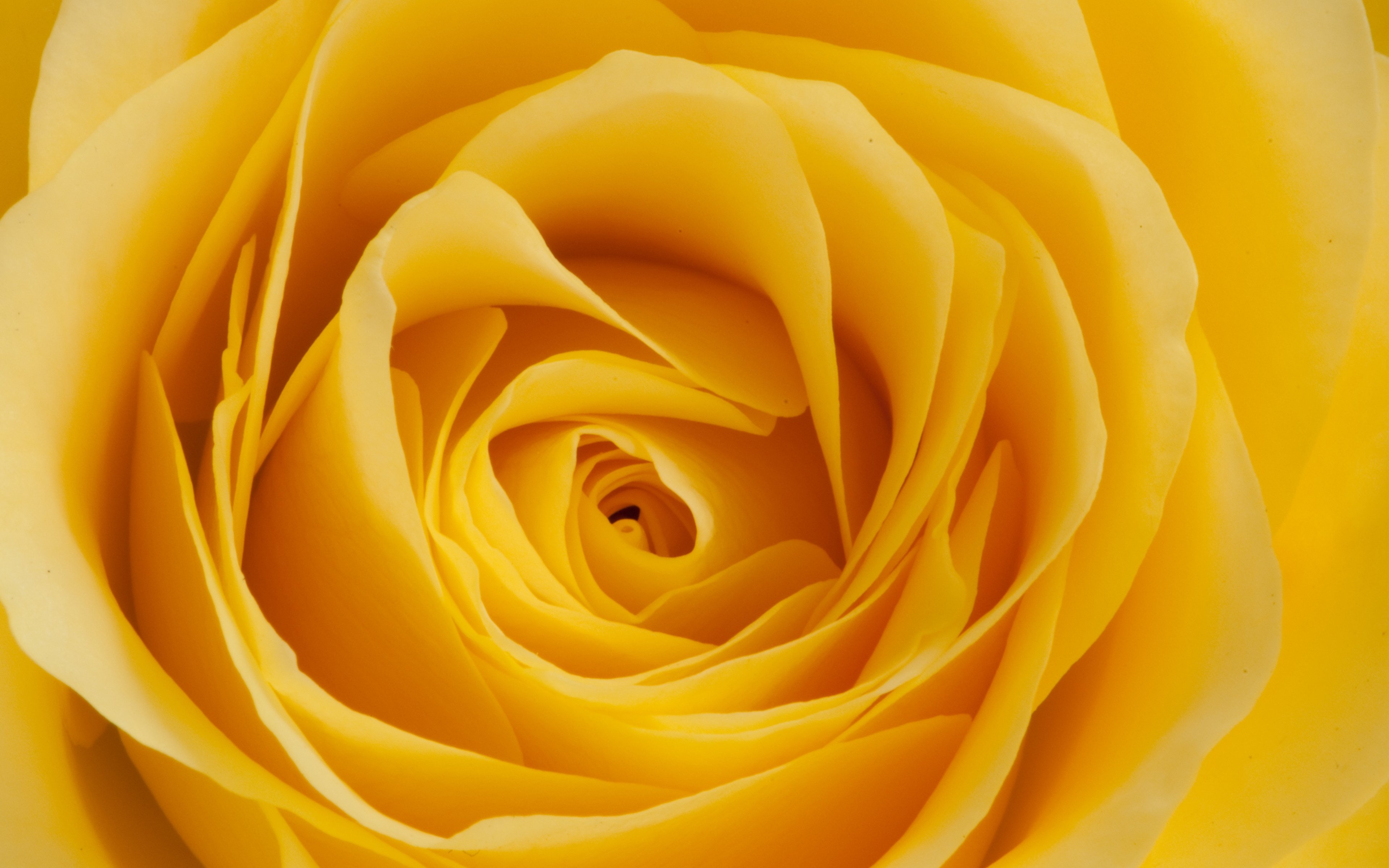 Yellow Rose Flower Wallpapers