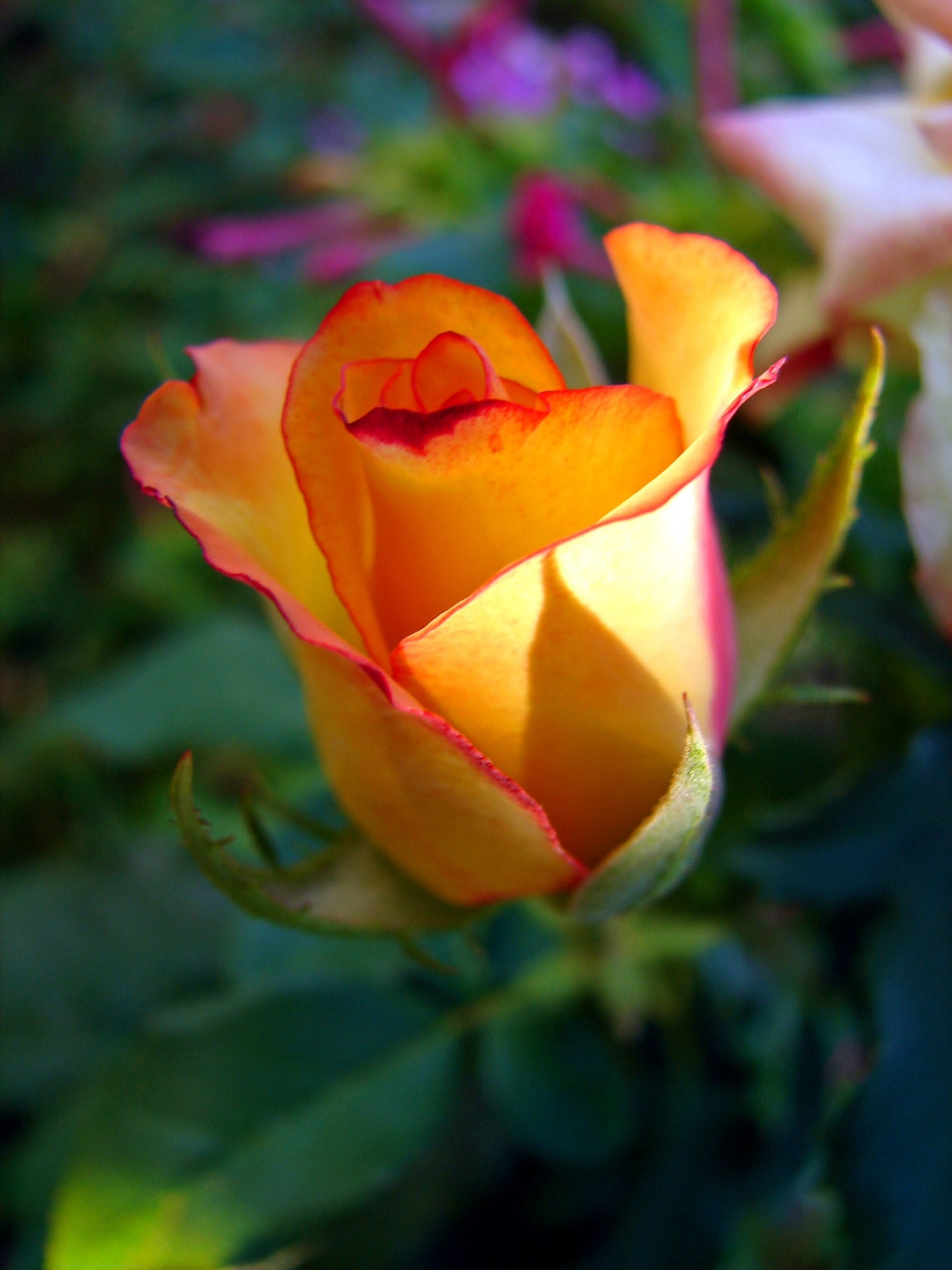 Yellow Rose Flower Wallpapers