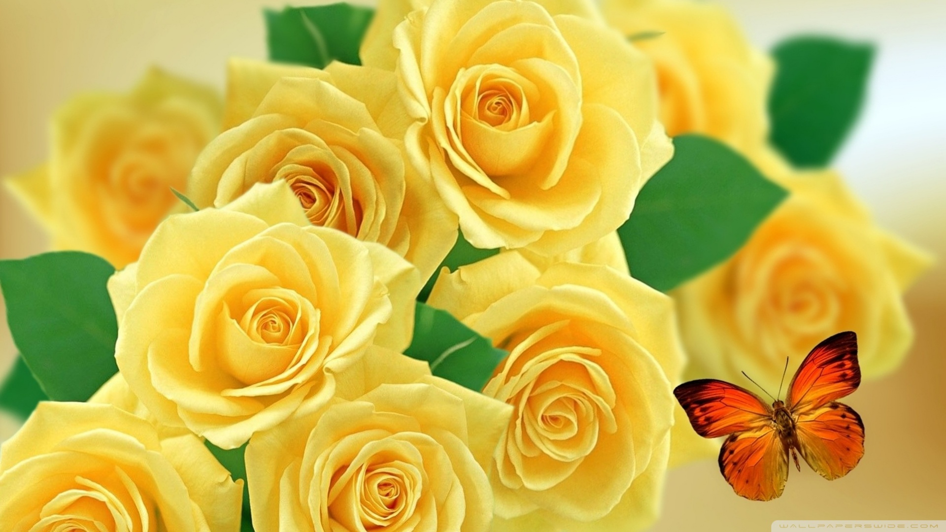 Yellow Roses Wallpapers