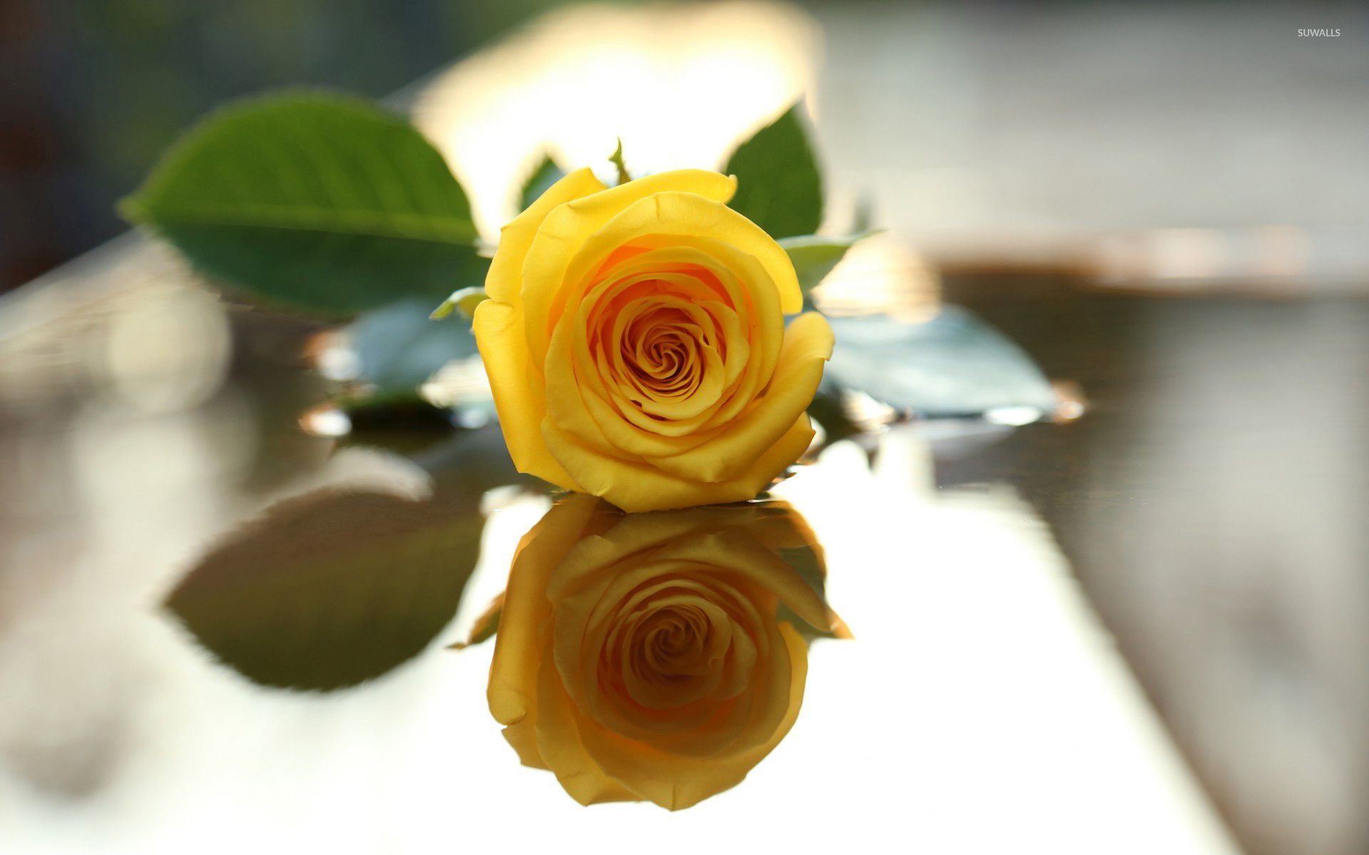 Yellow Roses Wallpapers