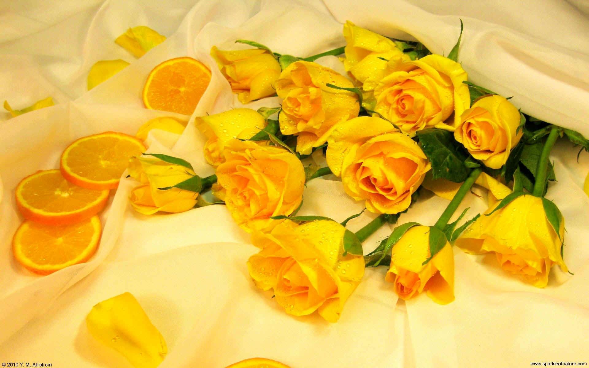 Yellow Roses Wallpapers