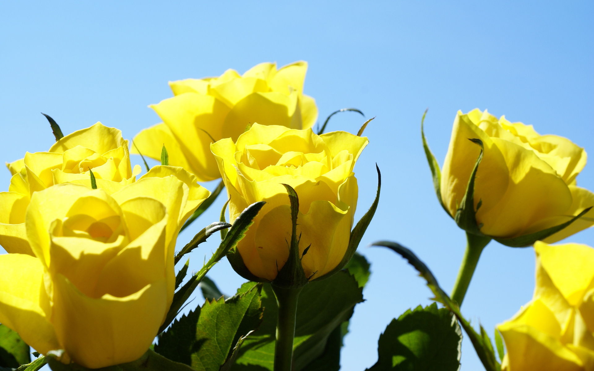 Yellow Roses Wallpapers