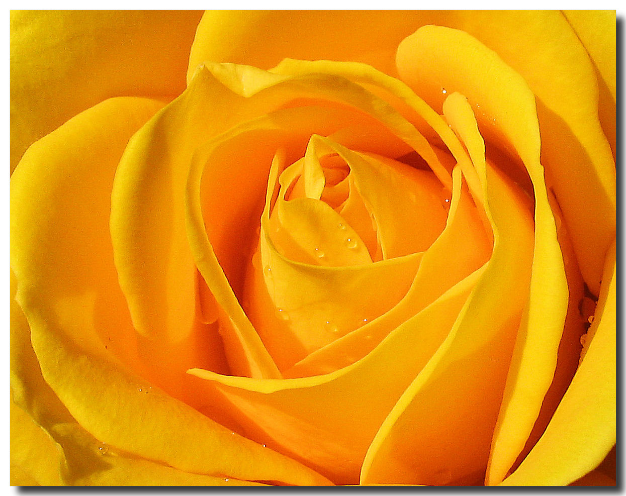 Yellow Roses Wallpapers