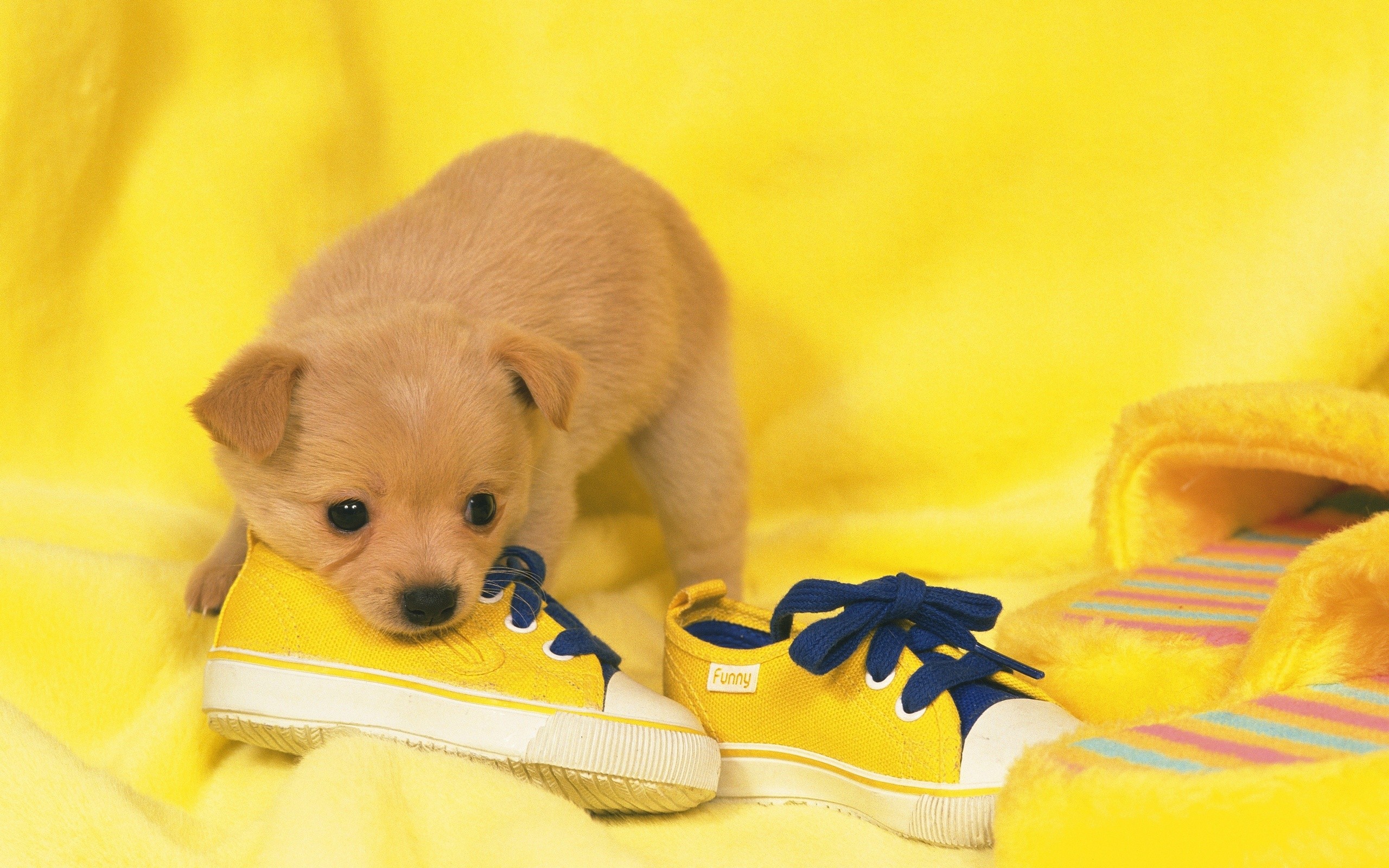 Yellow Shoes Wallpapers