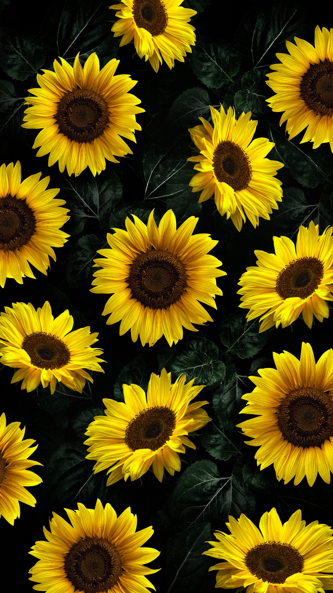 Yellow Sunflower Wallpapers