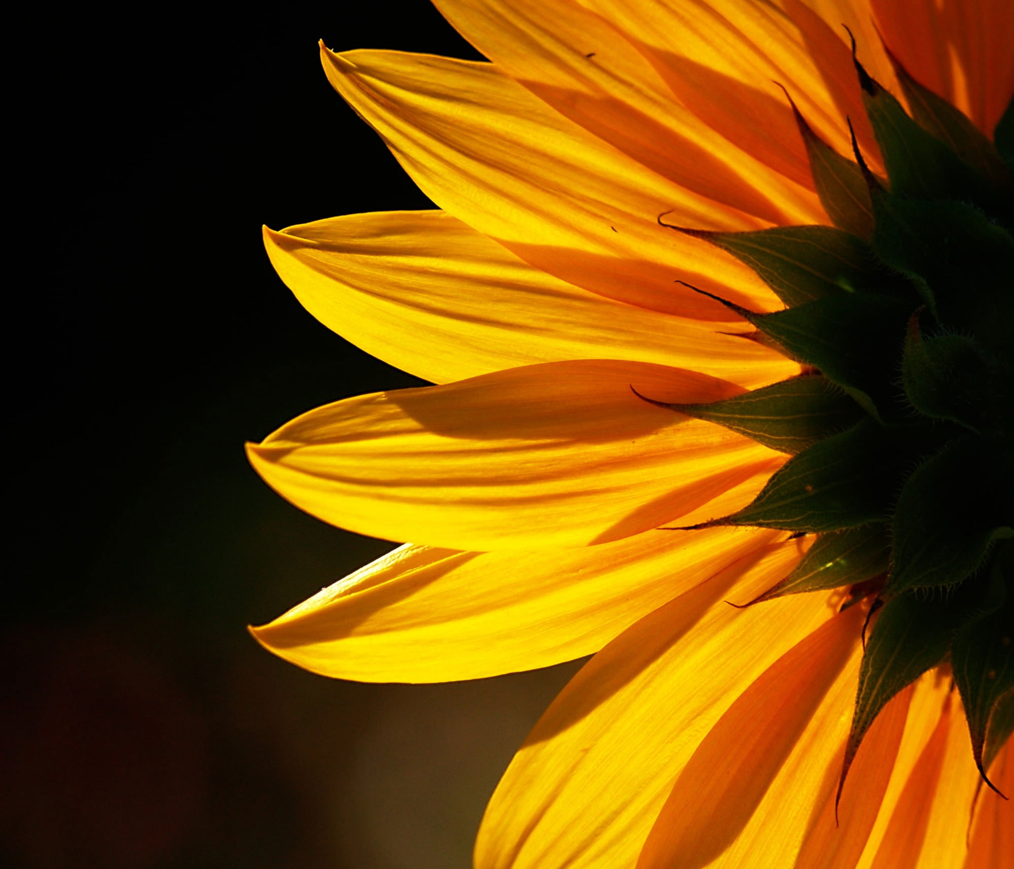 Yellow Sunflower Wallpapers