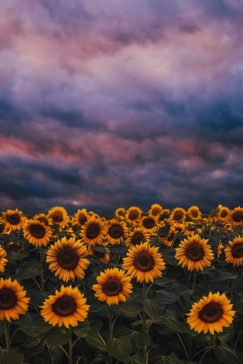 Yellow Sunflower Wallpapers