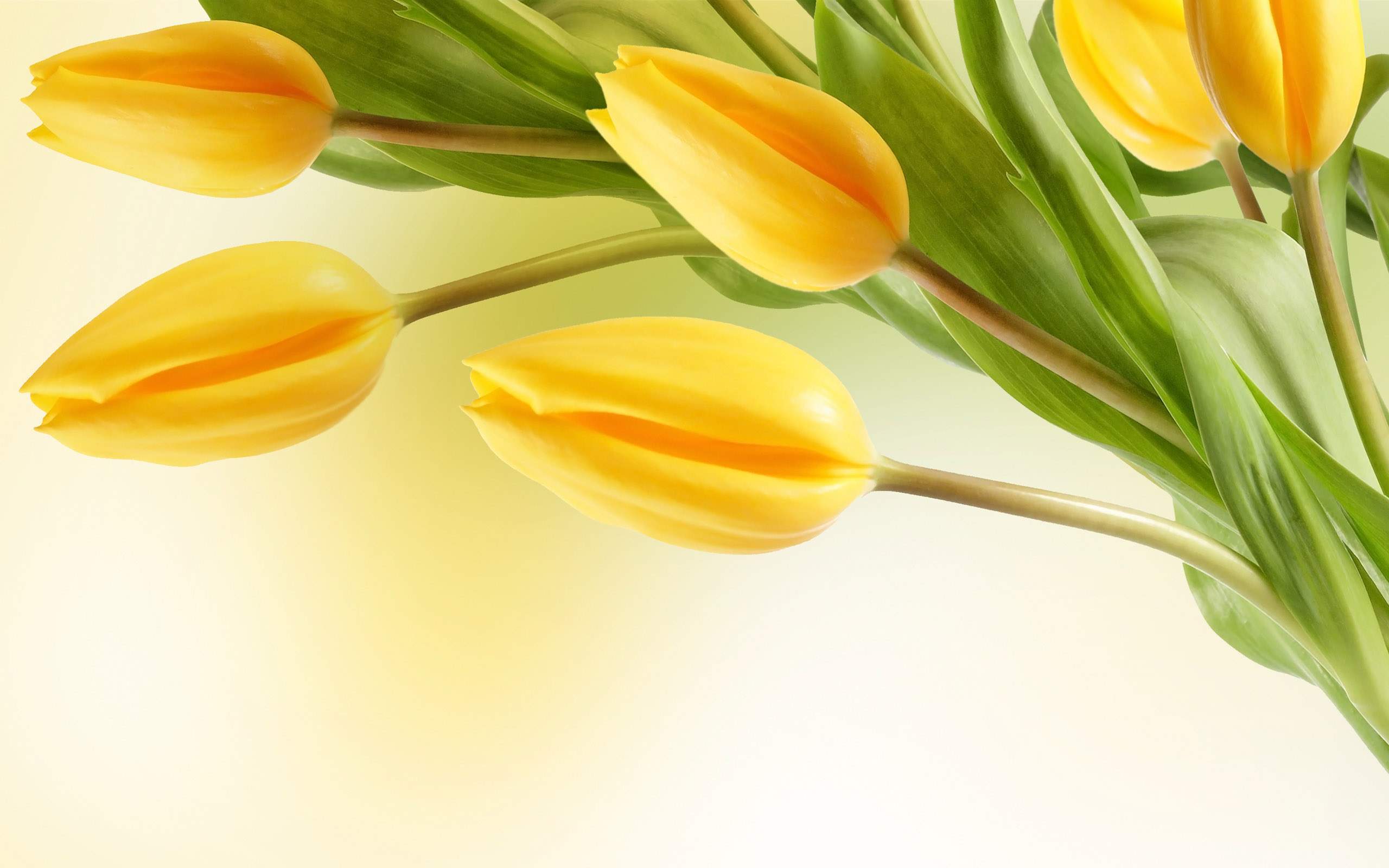 Yellow Tulips Wallpapers