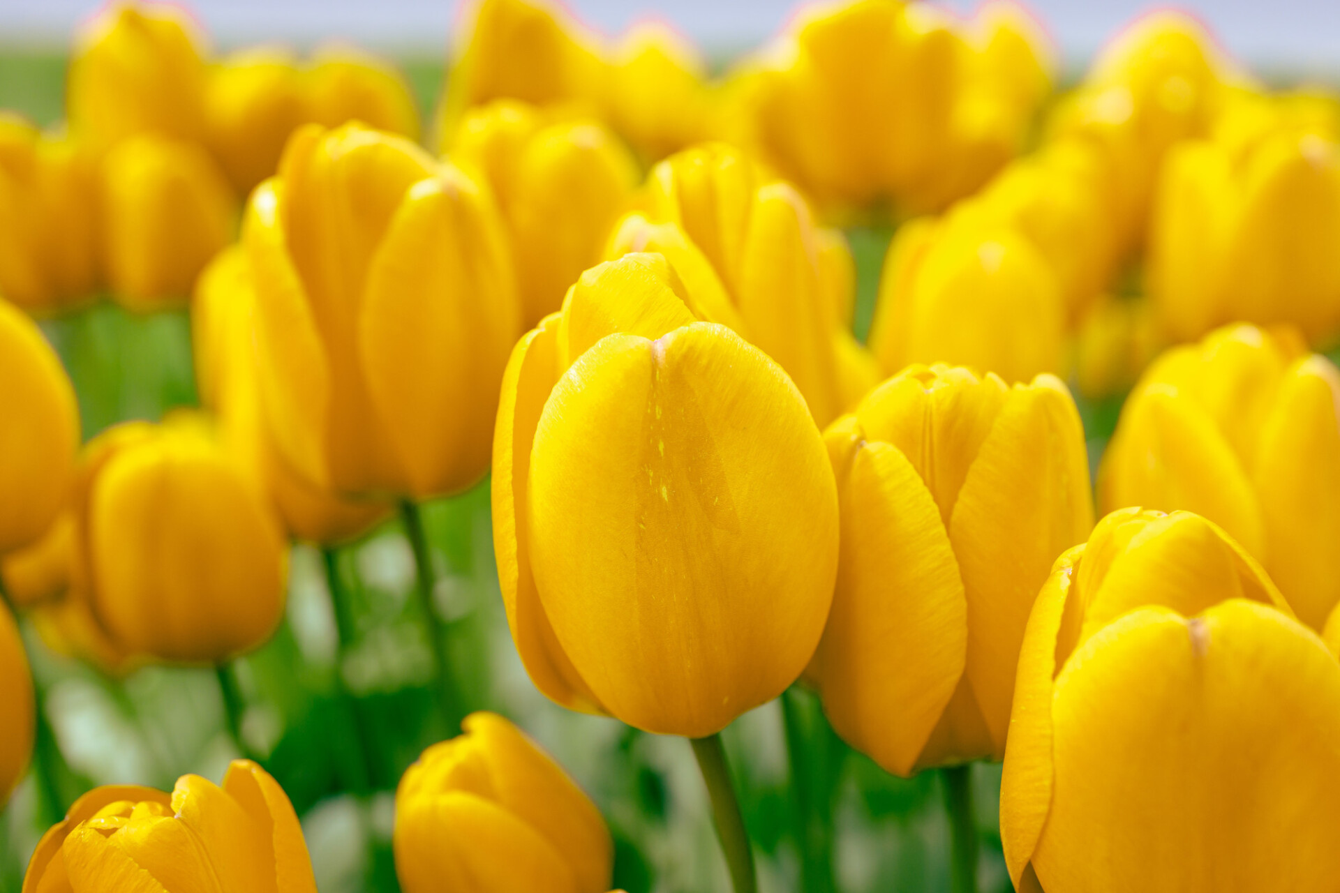 Yellow Tulips Wallpapers