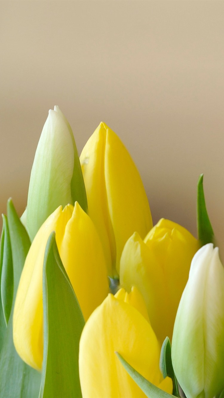 Yellow Tulips Wallpapers