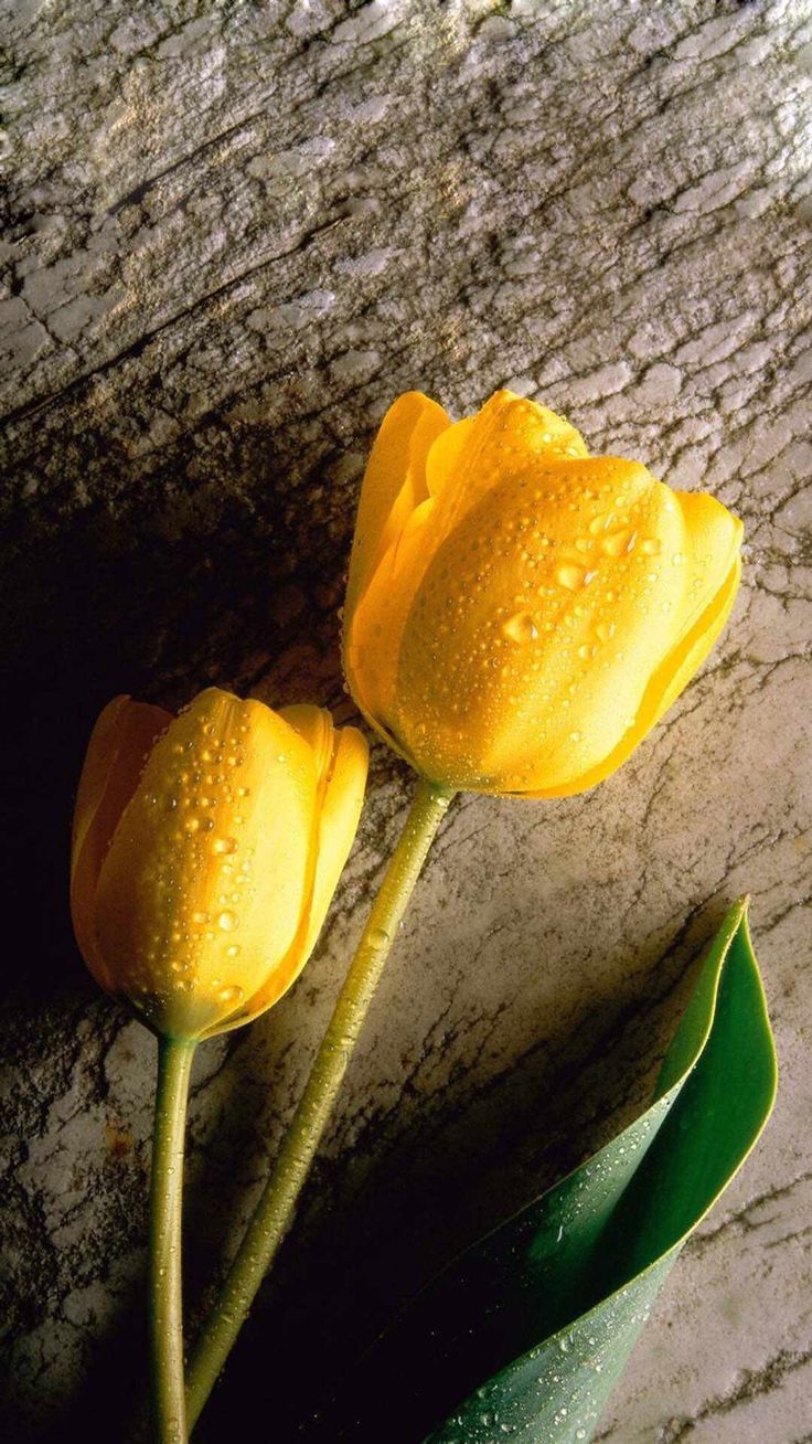 Yellow Tulips Wallpapers