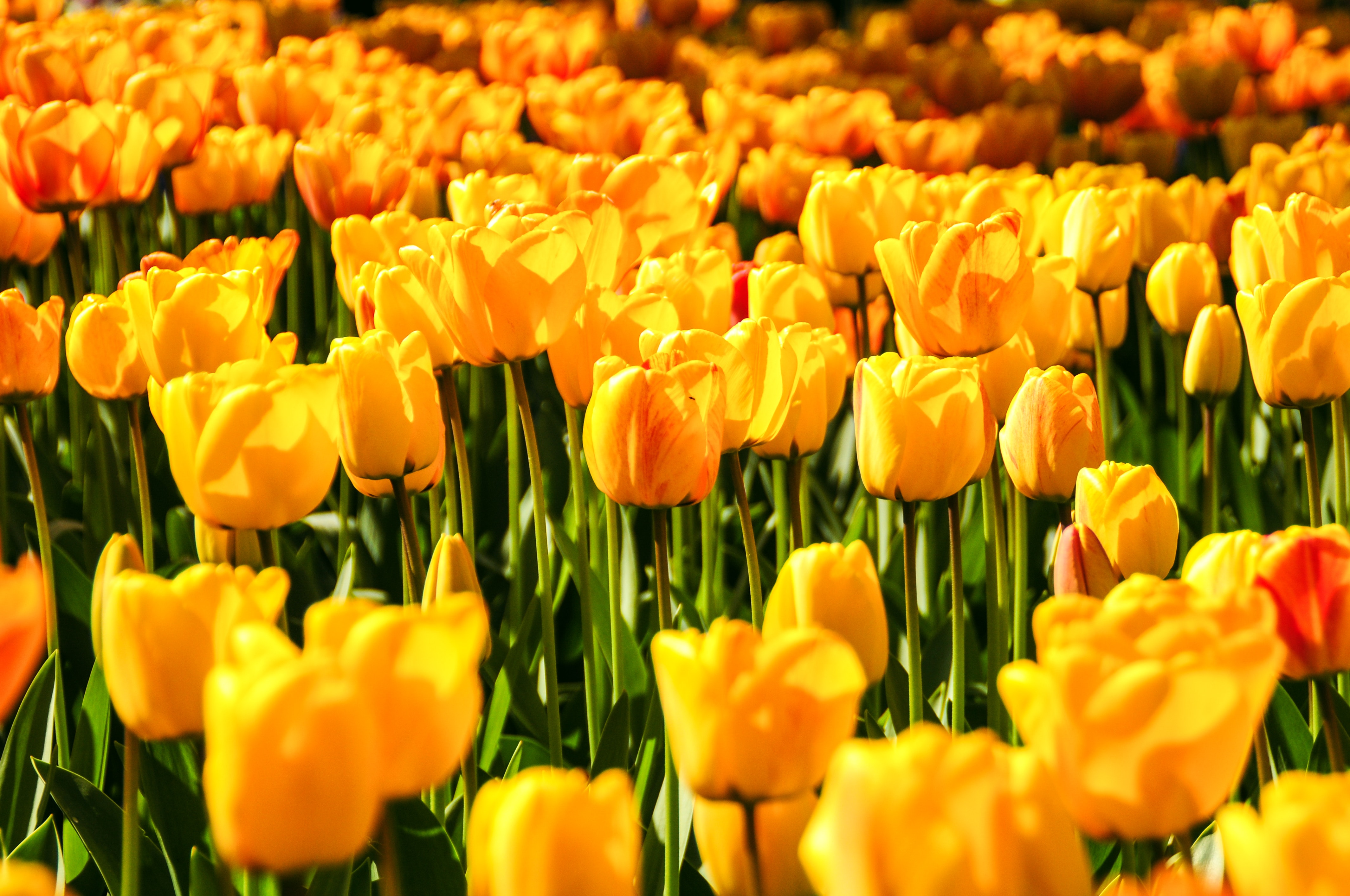 Yellow Tulips Wallpapers