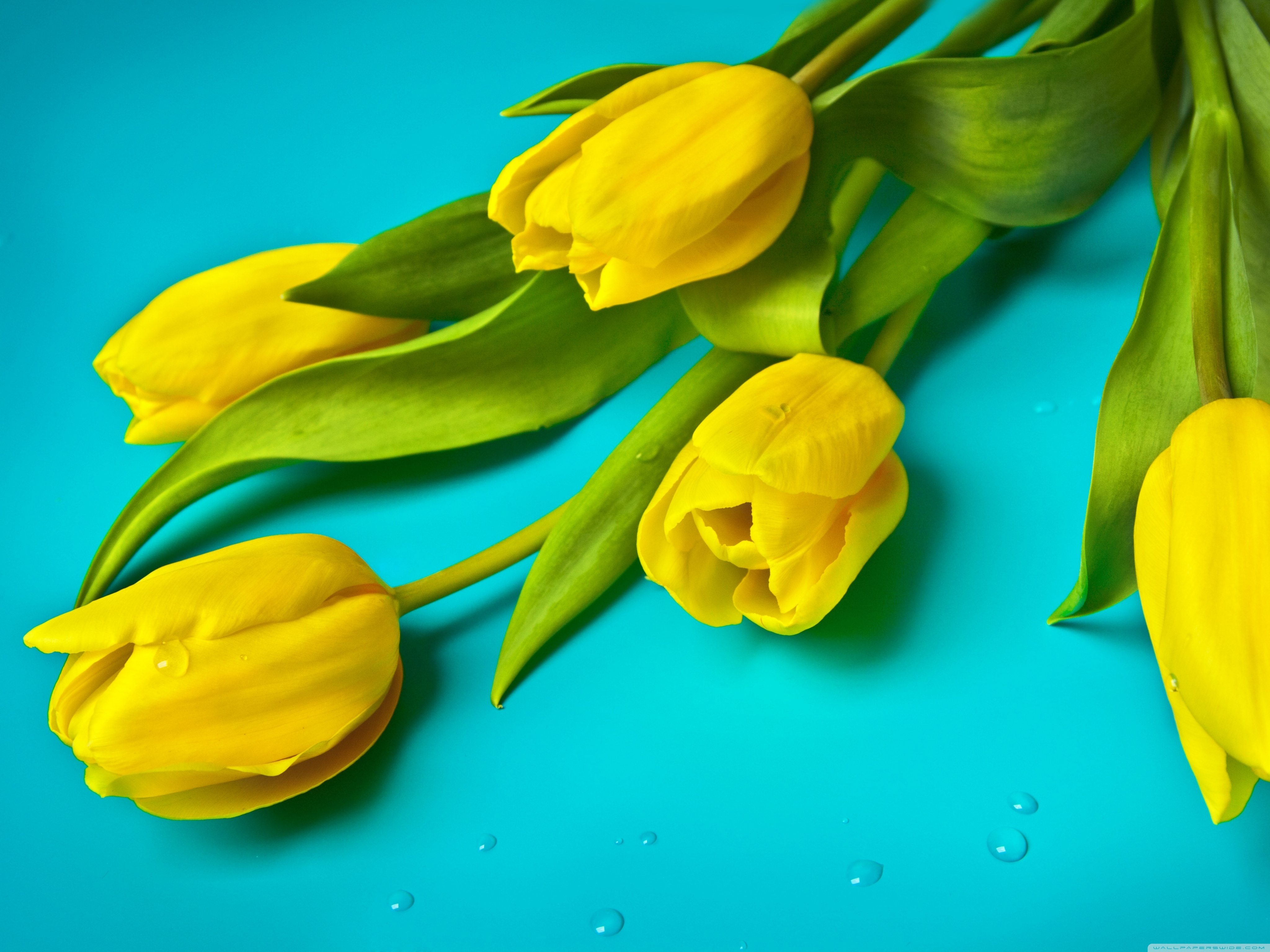 Yellow Tulips Wallpapers