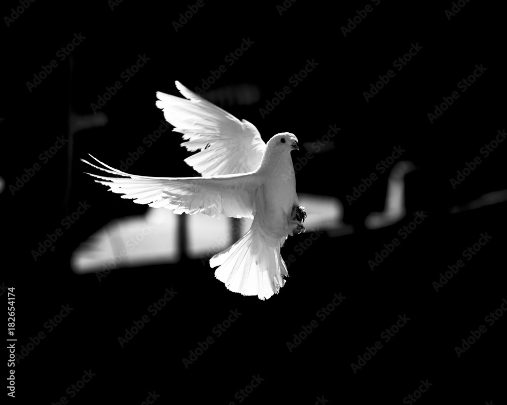 White Dove Black Background