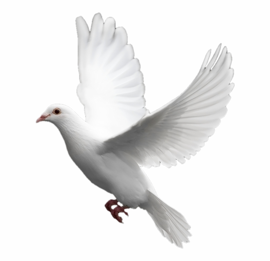 White Dove Black Background