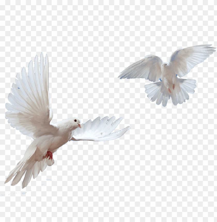 White Dove Black Background