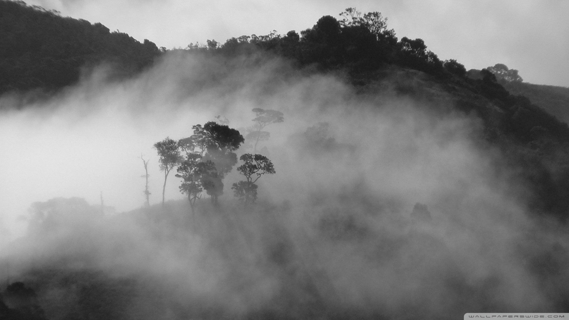 White Fog Background