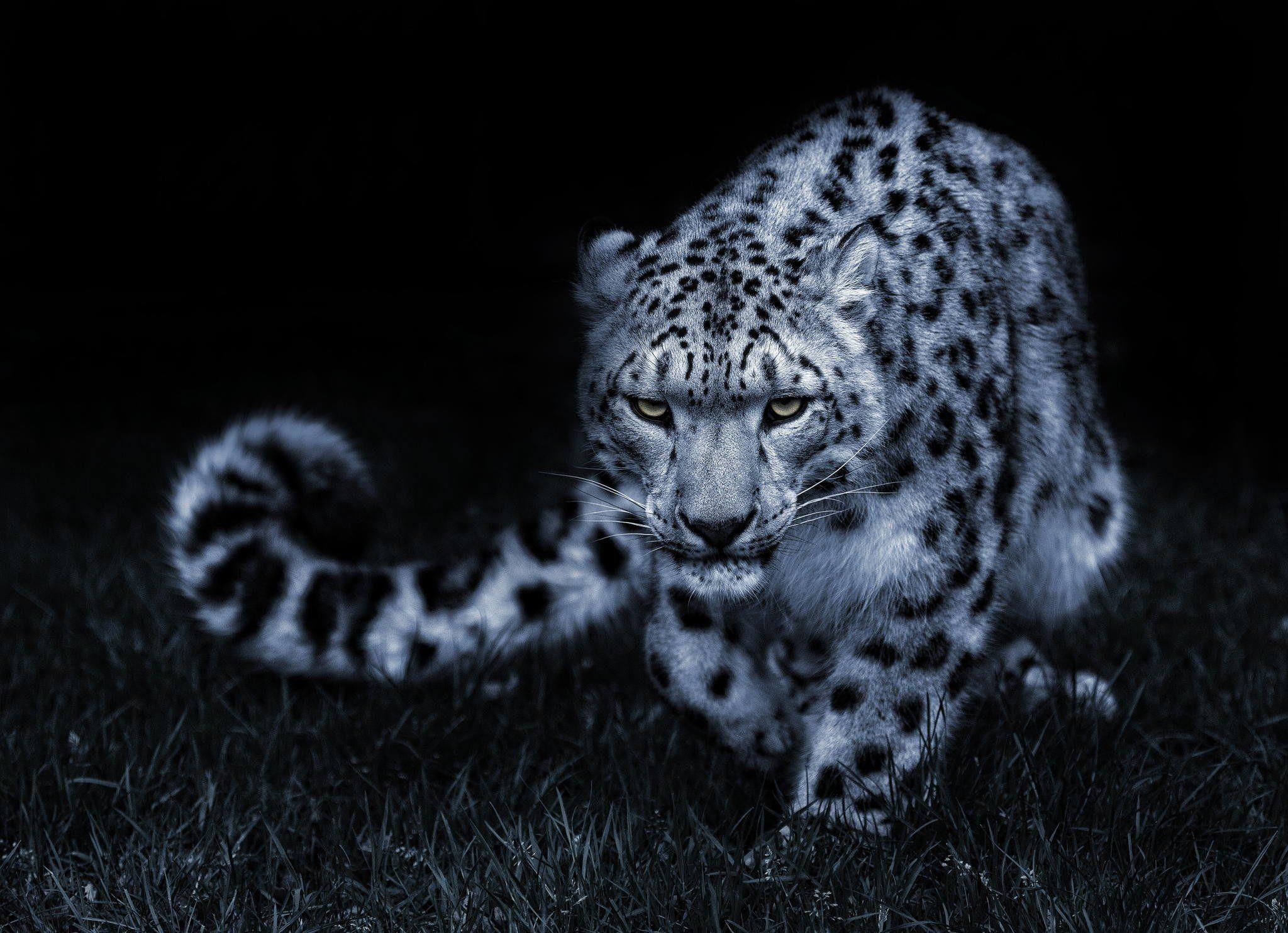 White Leopard Background