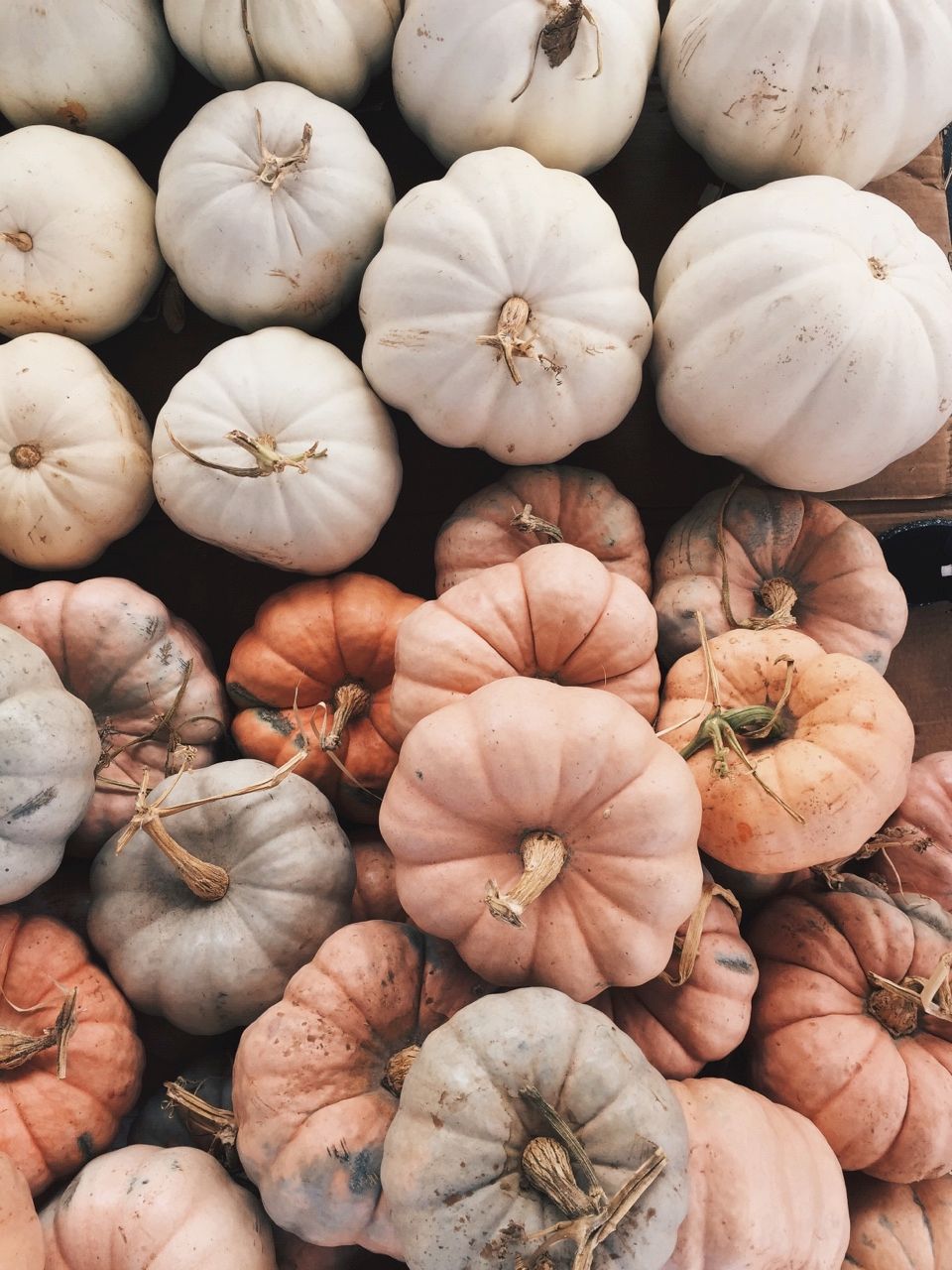 White Pumpkin Background