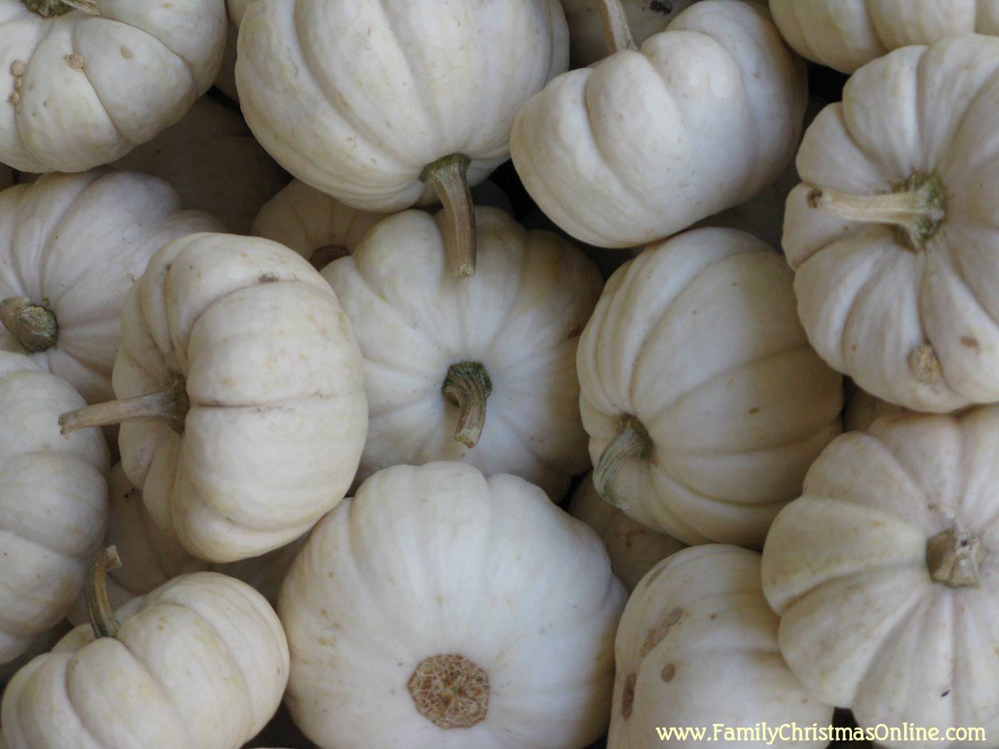 White Pumpkin Background