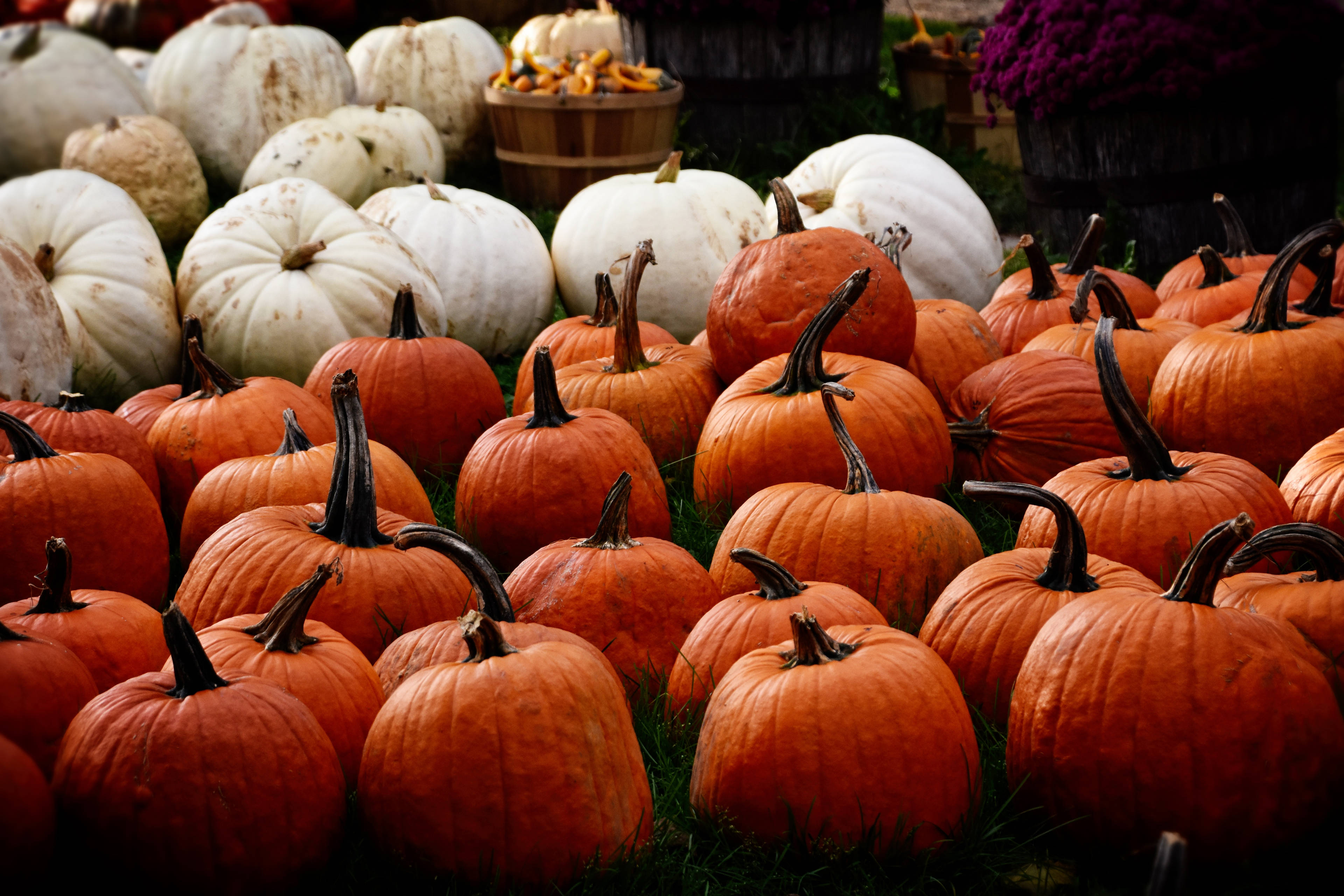 White Pumpkin Background