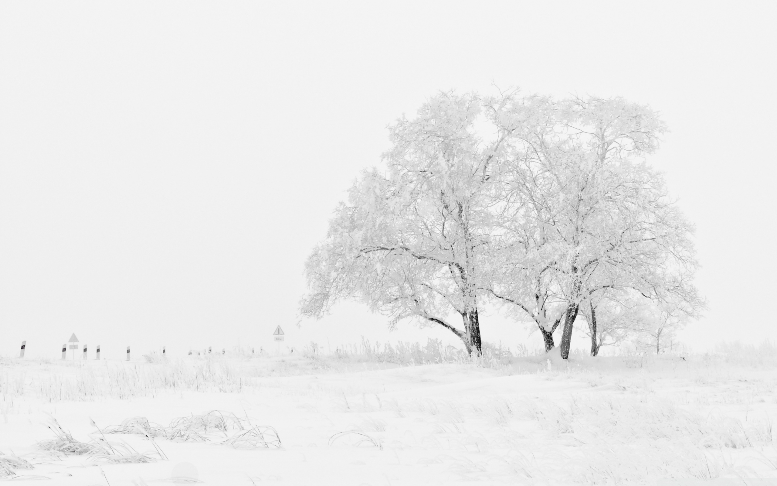 White Winter Background