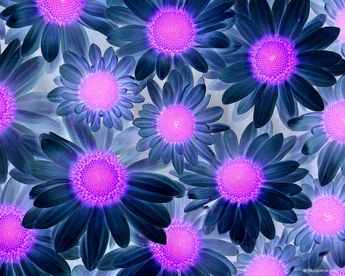 Blue Pink Digital Art Wallpapers