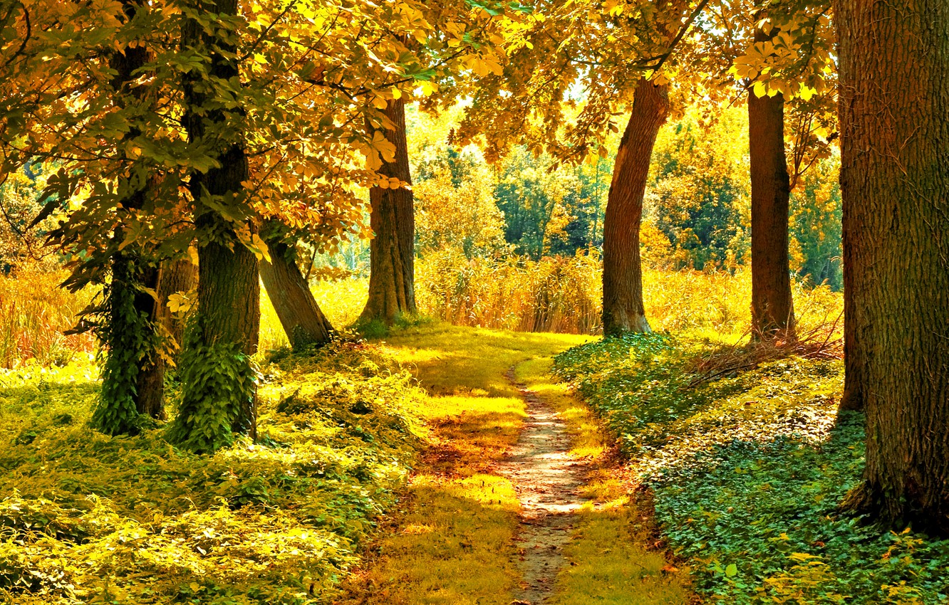 Green Yellow Pathway Wallpapers