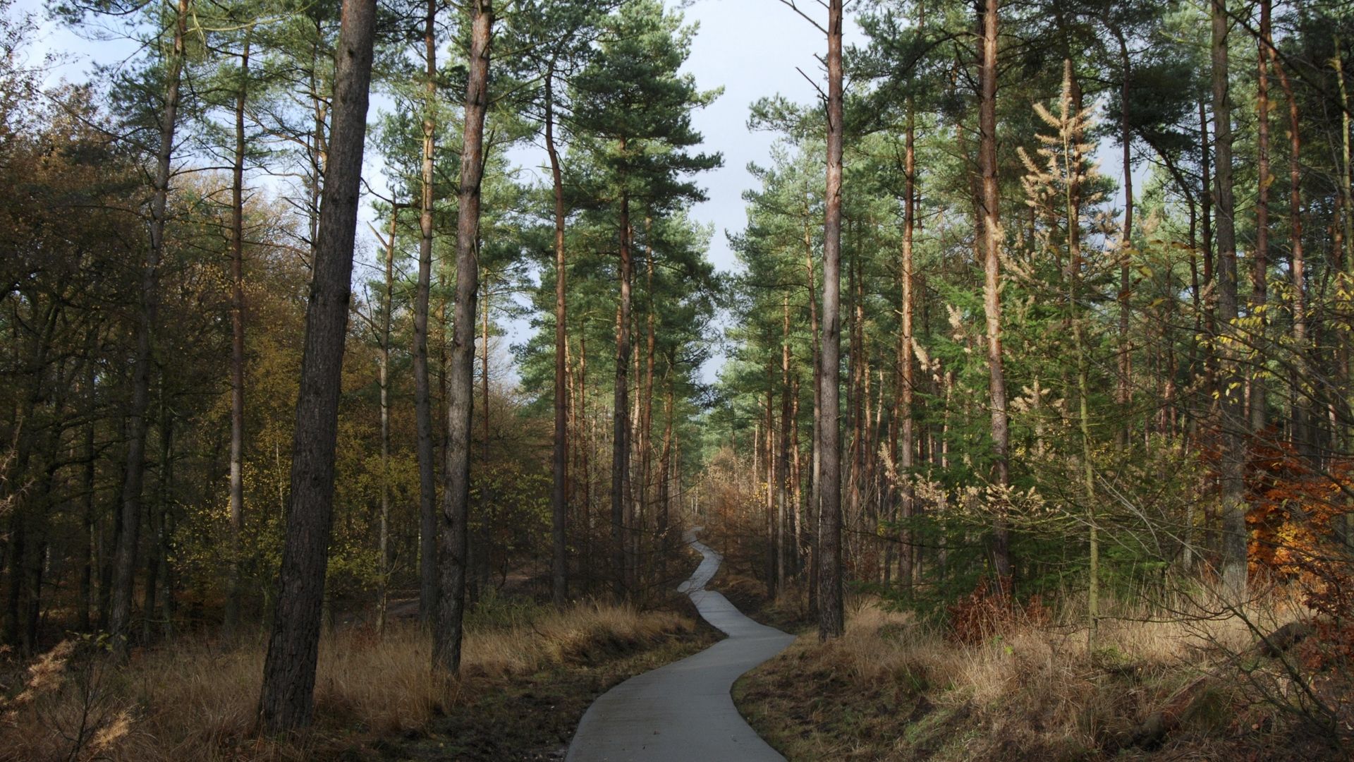 Green Yellow Pathway Wallpapers