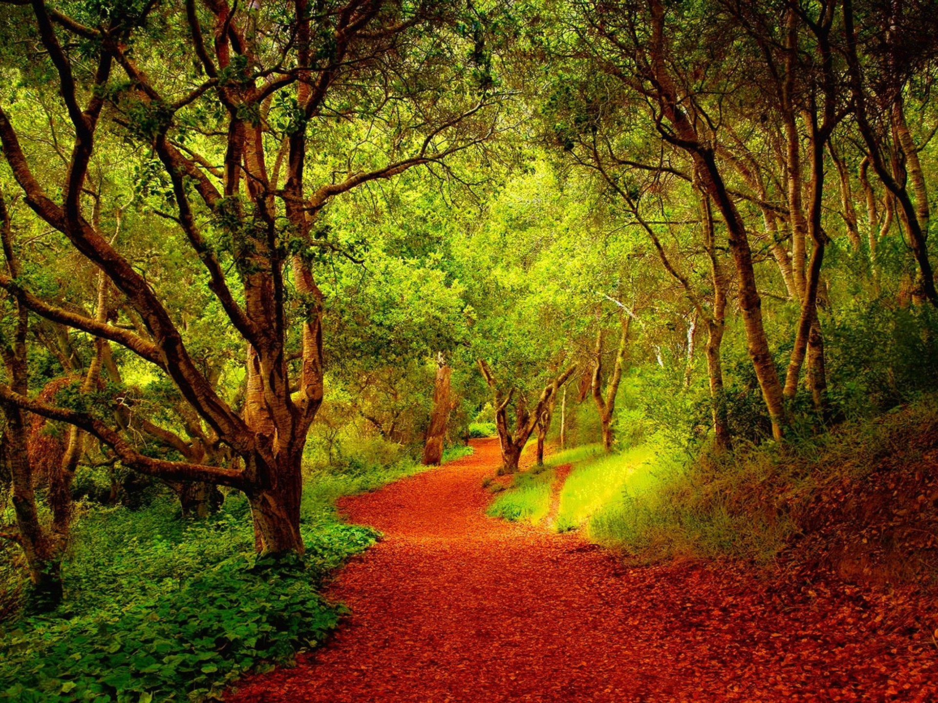 Green Yellow Pathway Wallpapers