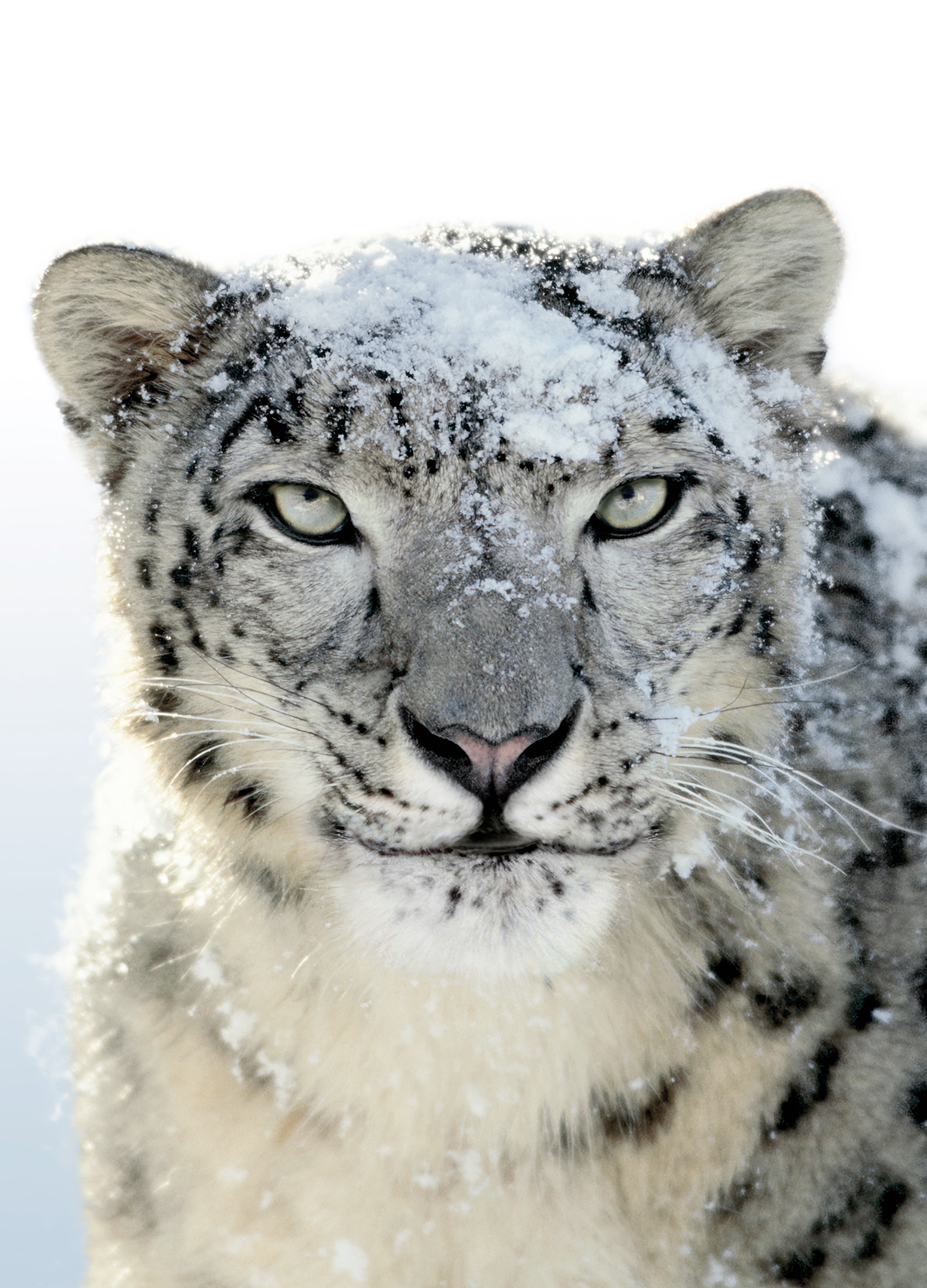 Aqua Snow Leopard Wallpapers