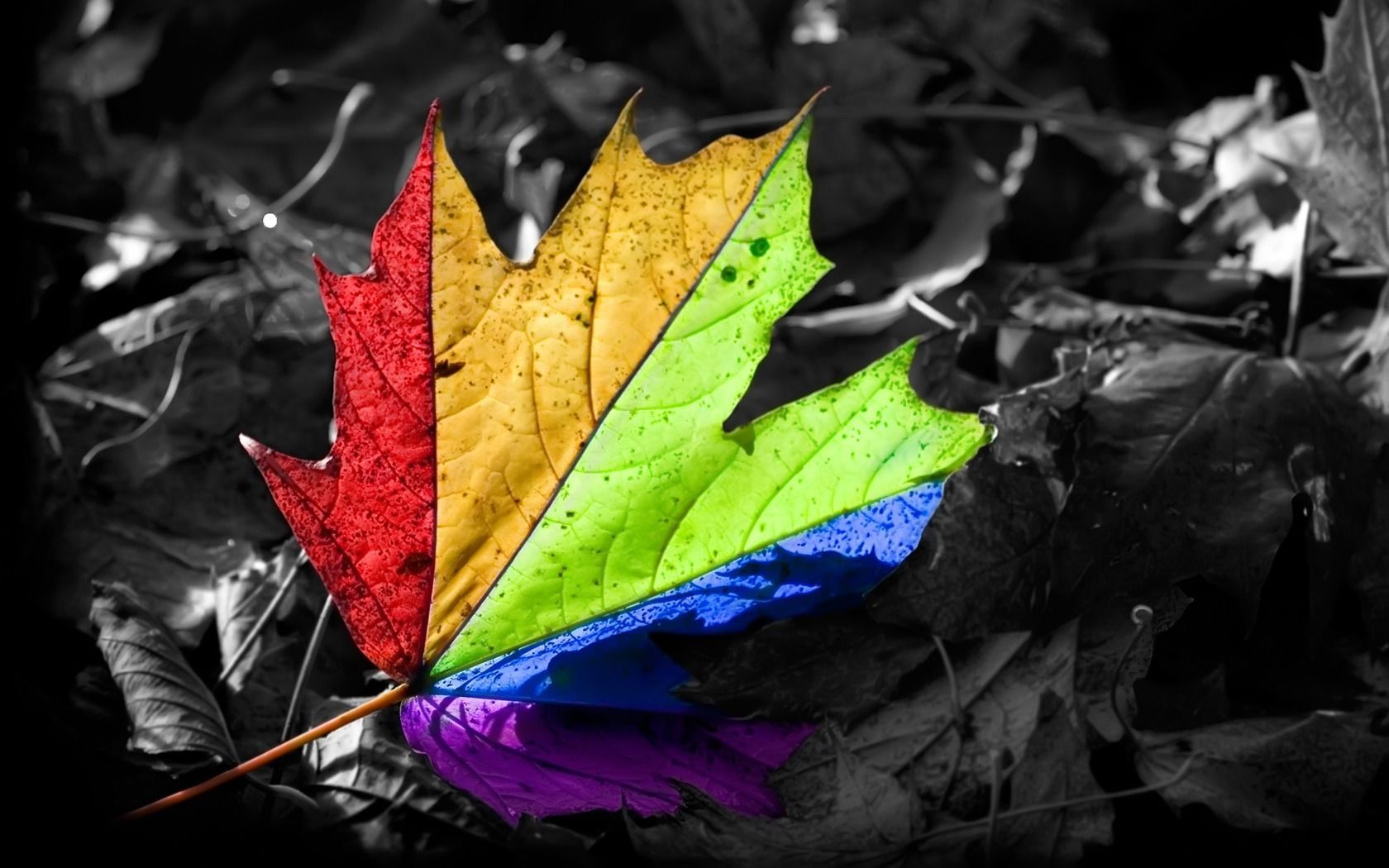 Abstract Colors Leaf Wallpapers