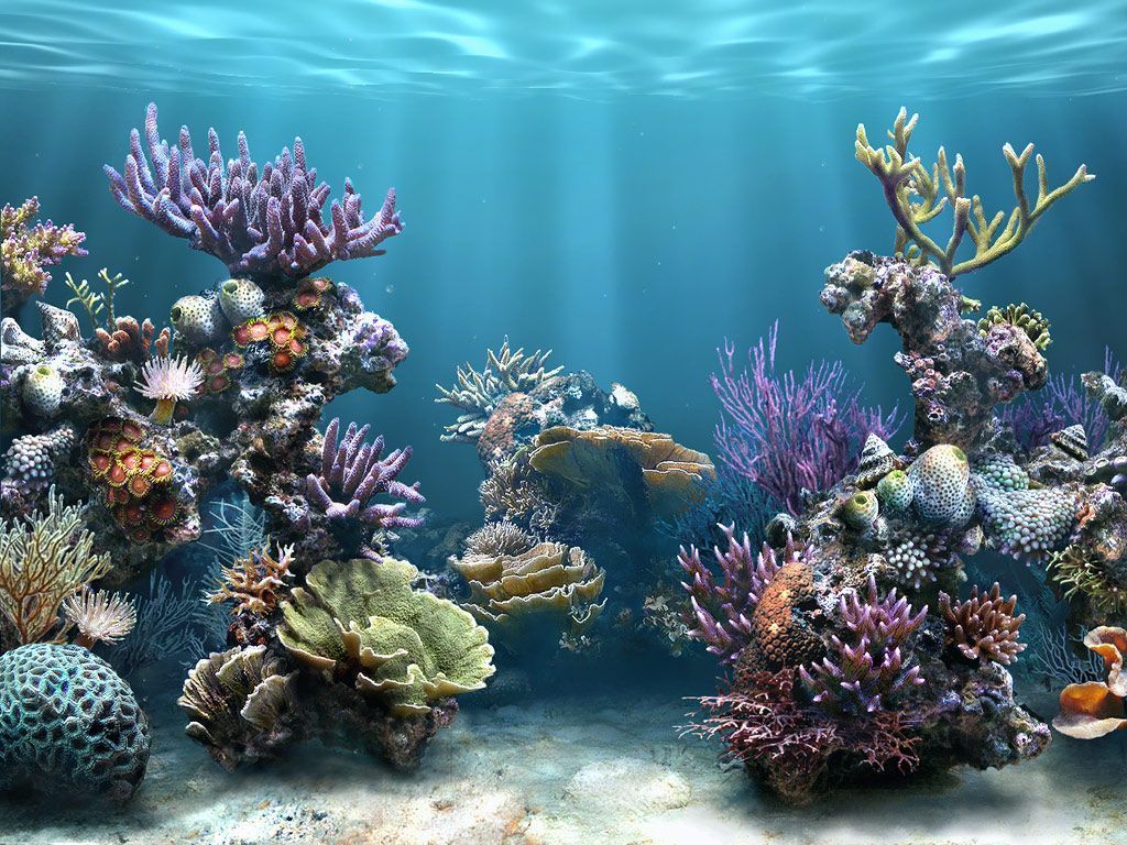 Abstract Coral Reef Wallpapers