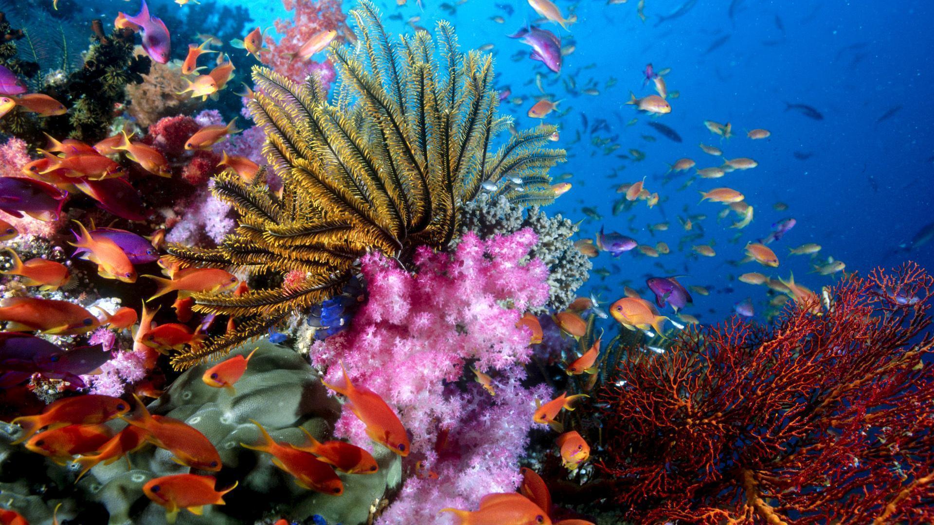 Abstract Coral Reef Wallpapers