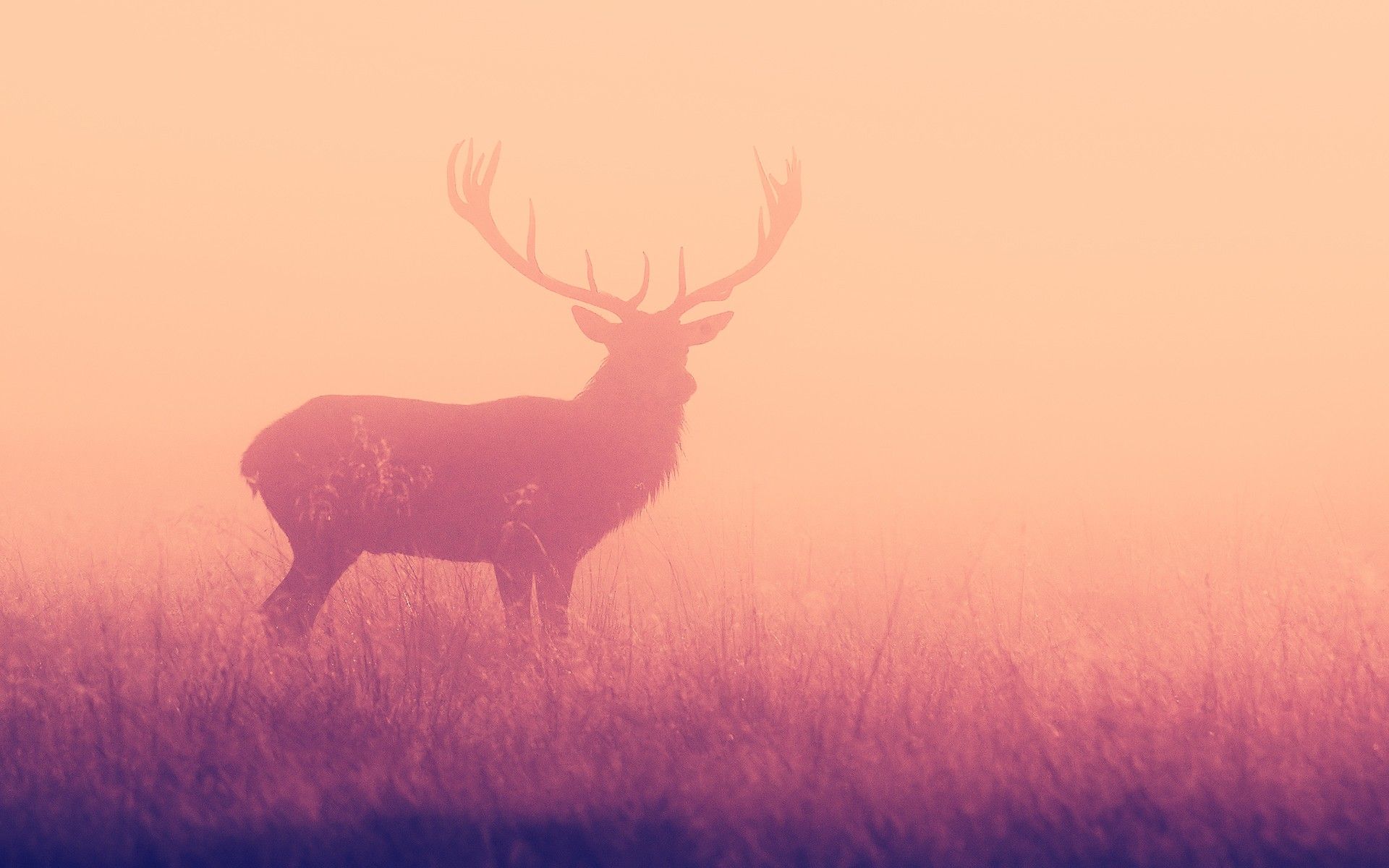 Abstract Deer Wallpapers