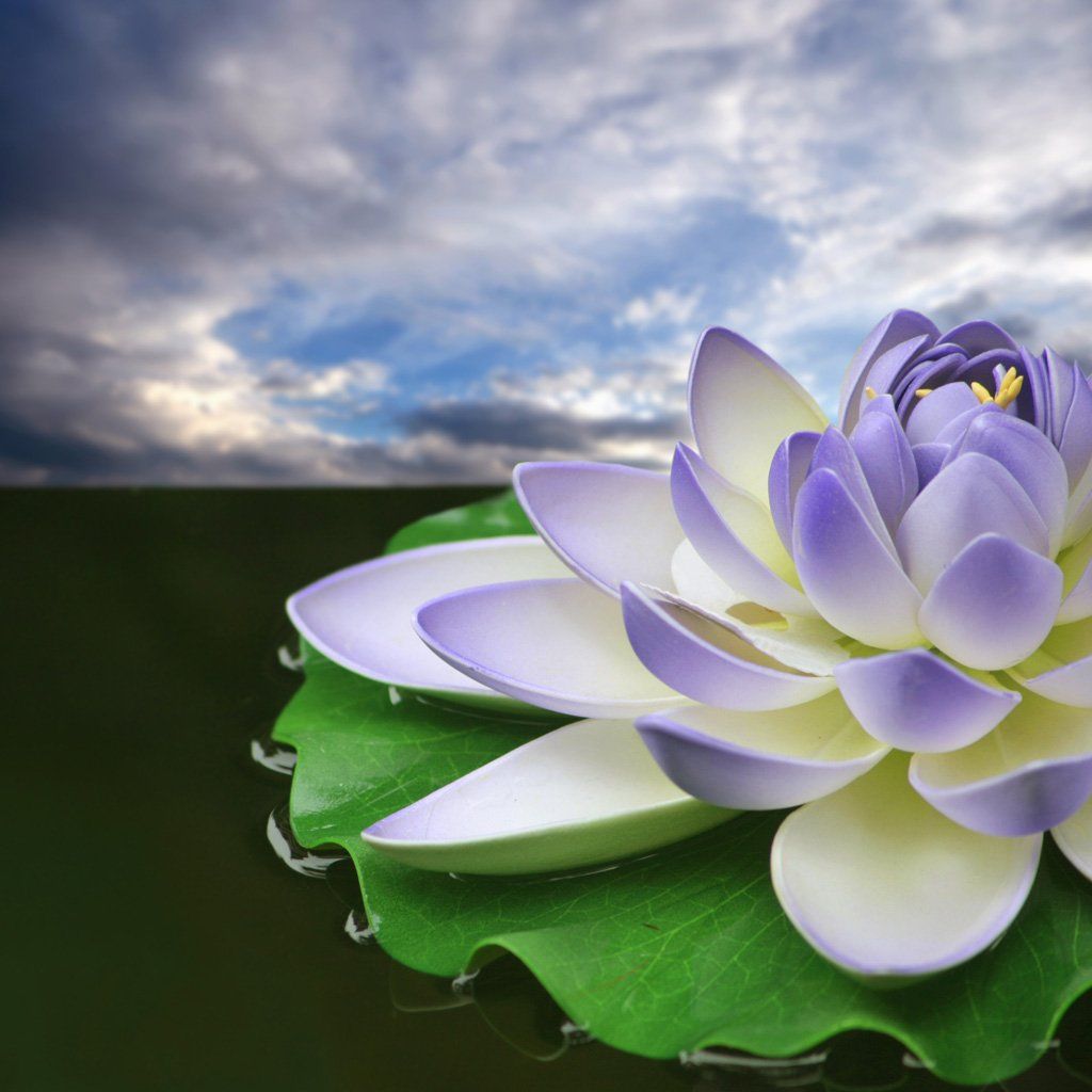 Abstract Lotus Wallpapers