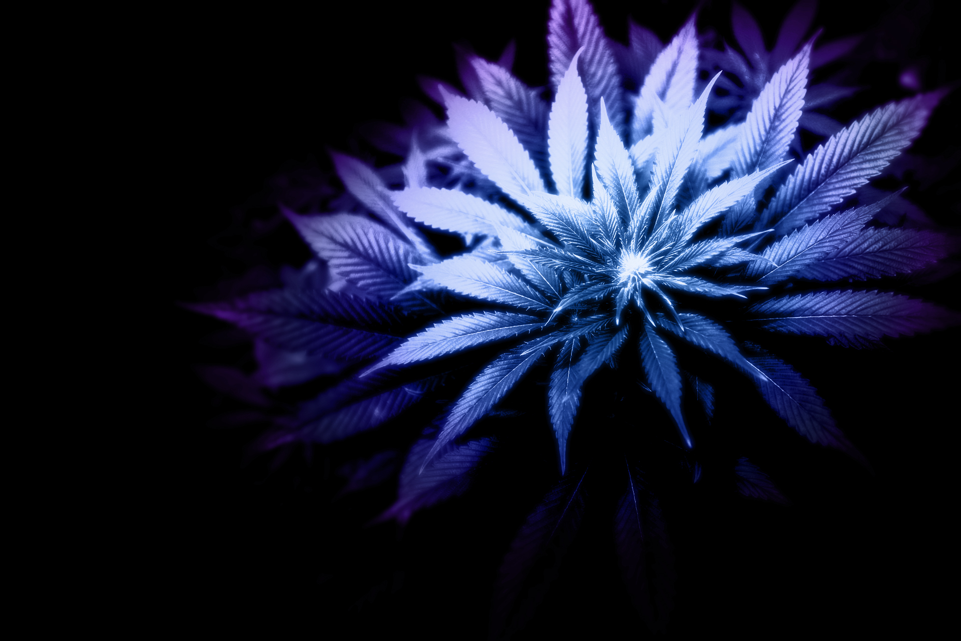 Abstract Weed Wallpapers