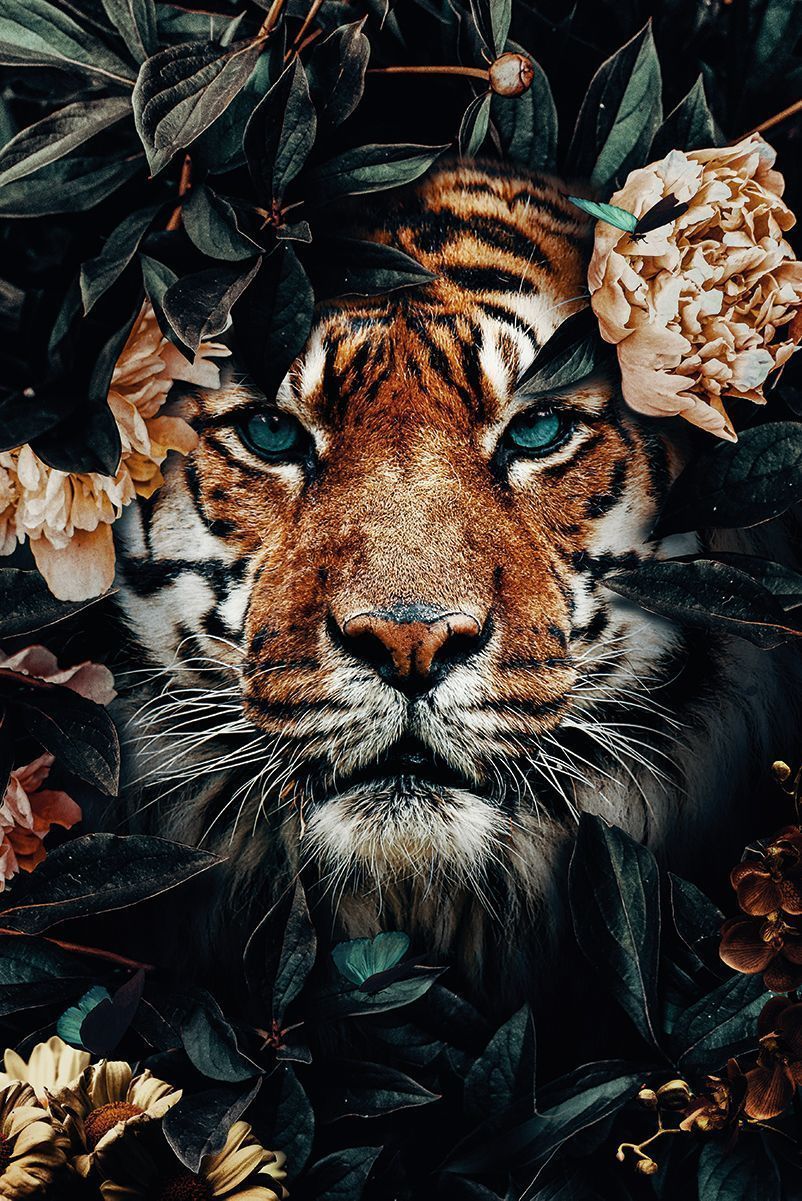 Aesthetic Animals Wallpapers