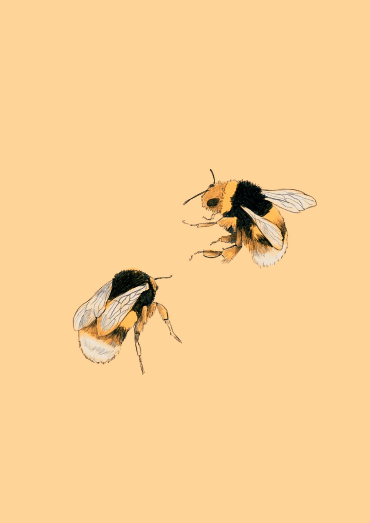 Aesthetic Bee Wallpapers